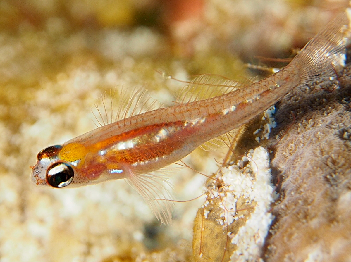 Masked/Glass Goby - Coryphopterus personatus/hyalinus