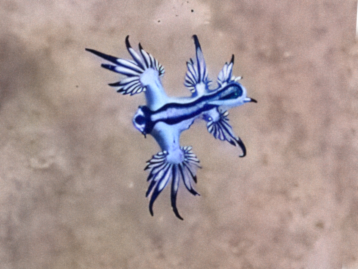 Blue Glaucus - Glaucus atlanticus