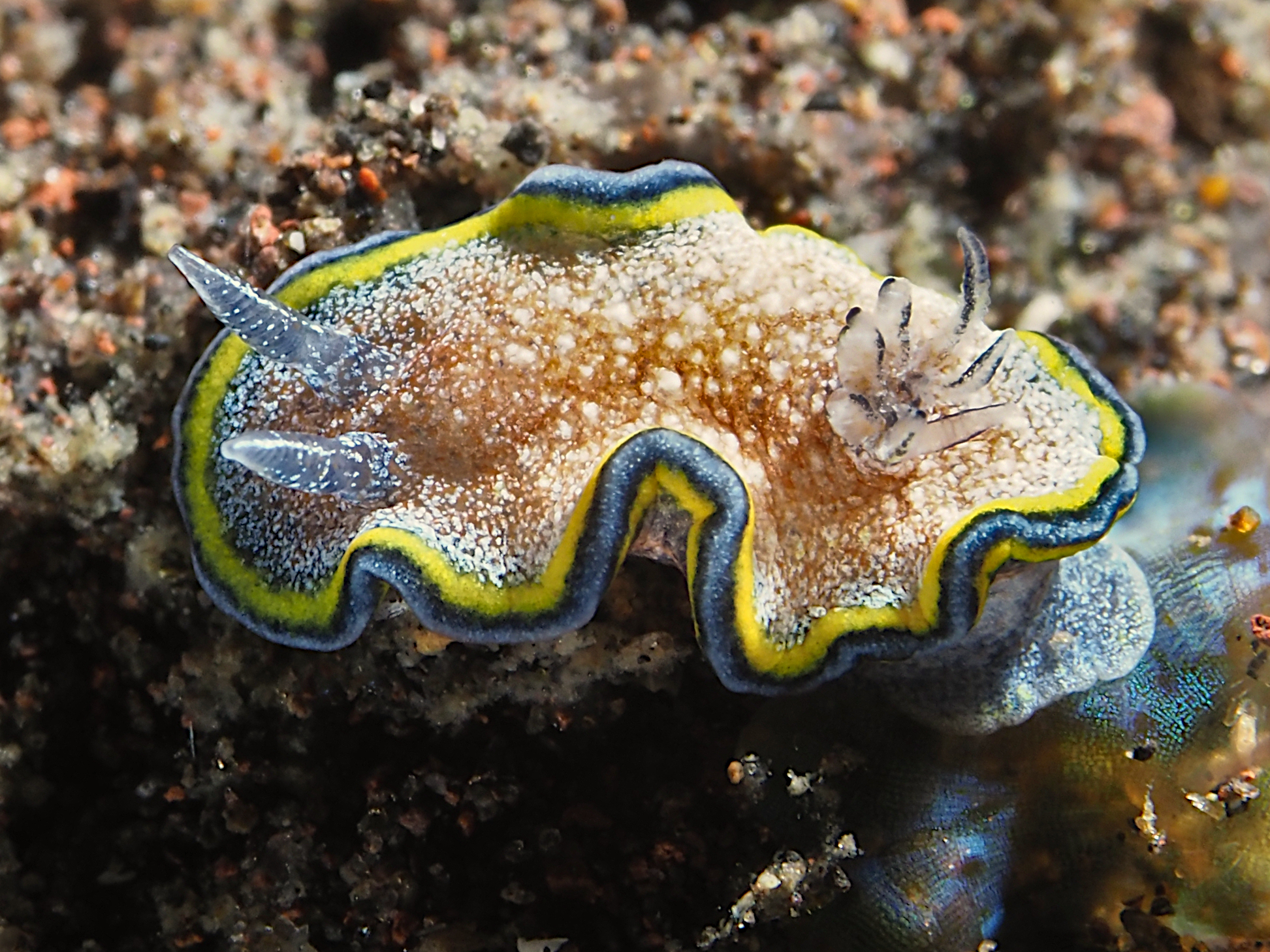 Girdled Glossodoris - Glossodoris cincta