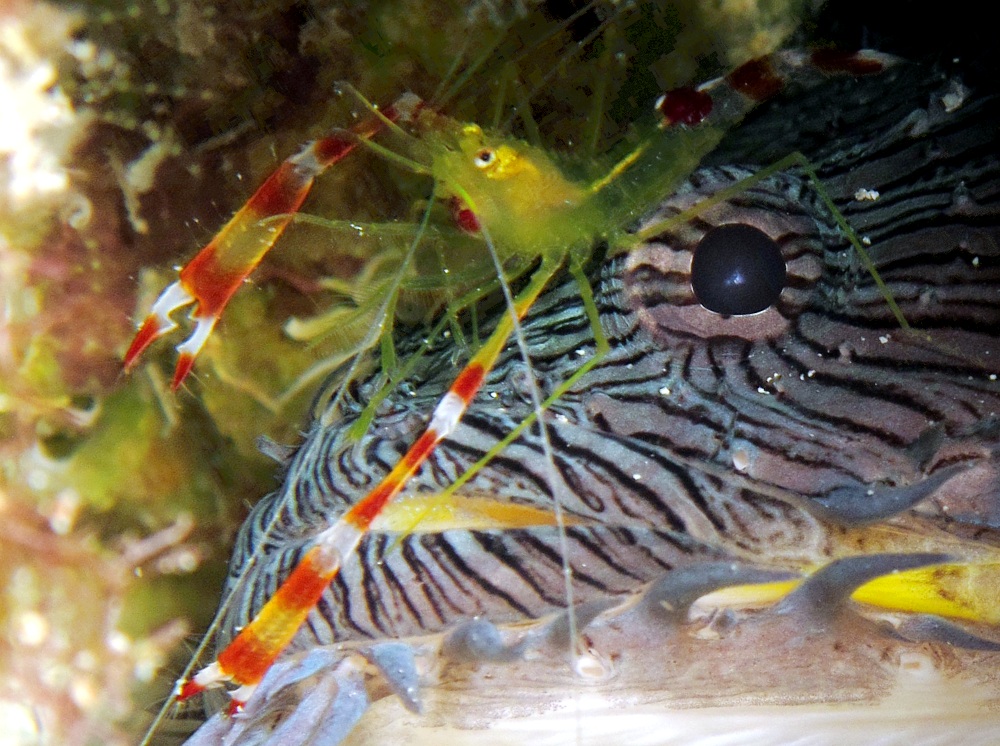 Golden Coral Shrimp - Stenopus scutellatus