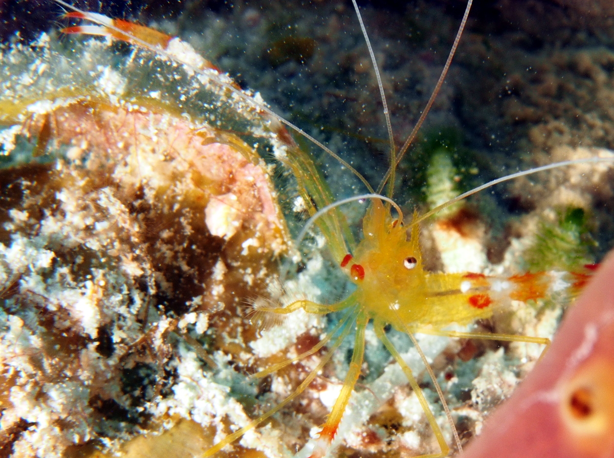Golden Coral Shrimp - Stenopus scutellatus