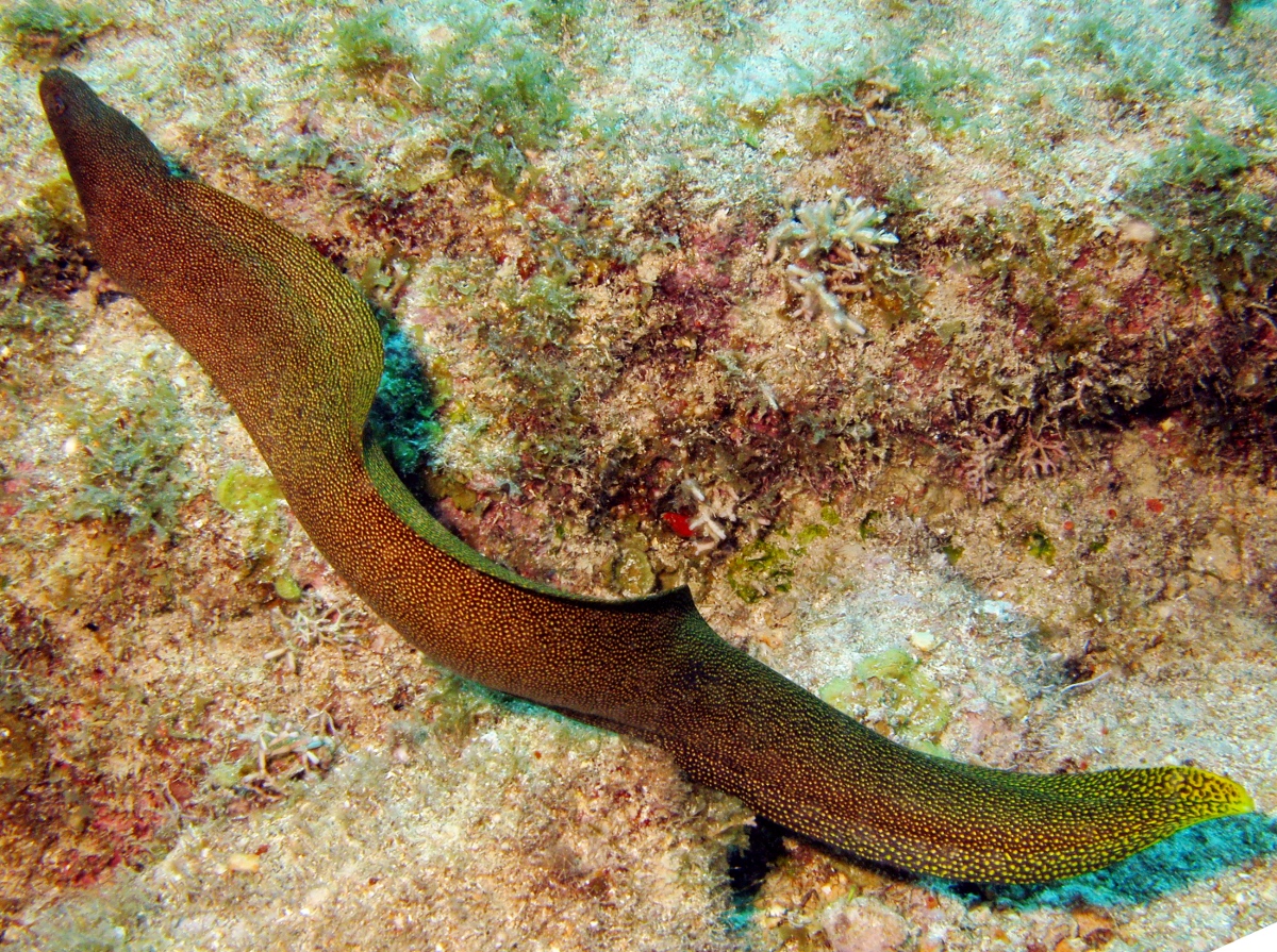 Goldentail Moray Eel - Gymnothorax miliaris