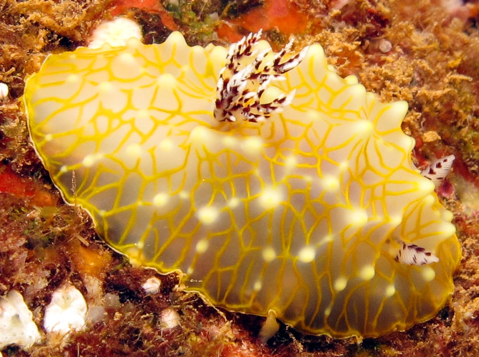 Gold-Lace Nudibranch - Halgerda terramtuentis