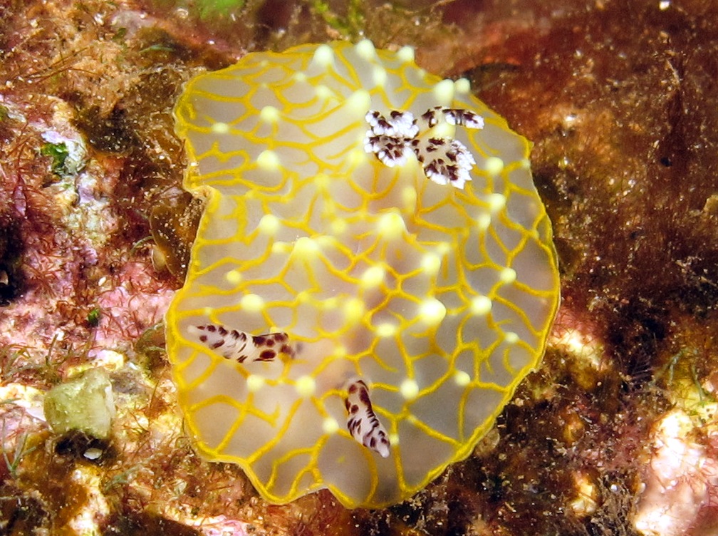 Gold-Lace Nudibranch - Halgerda terramtuentis