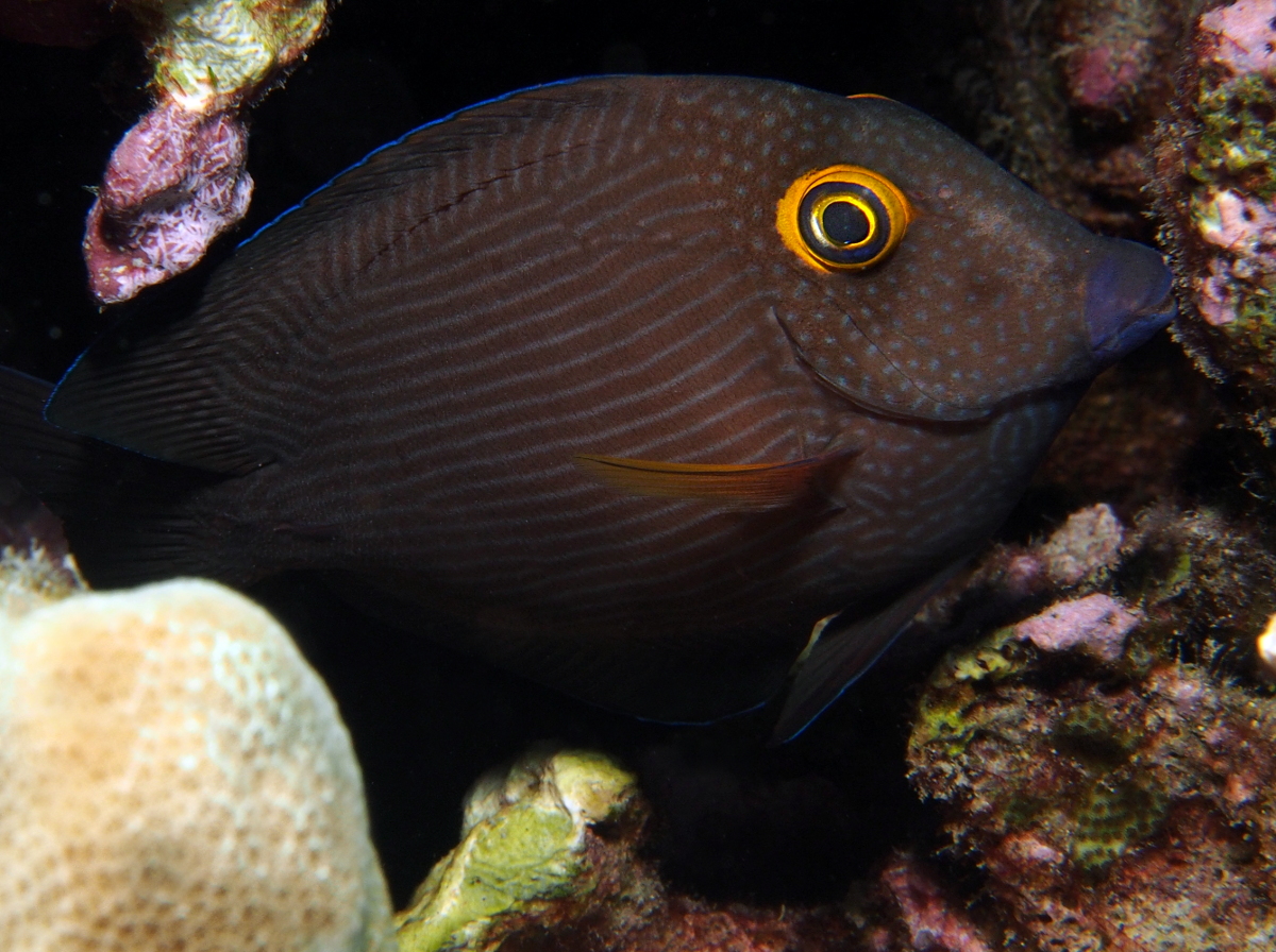 Goldring Surgeonfish - Ctenochaetus strigosus