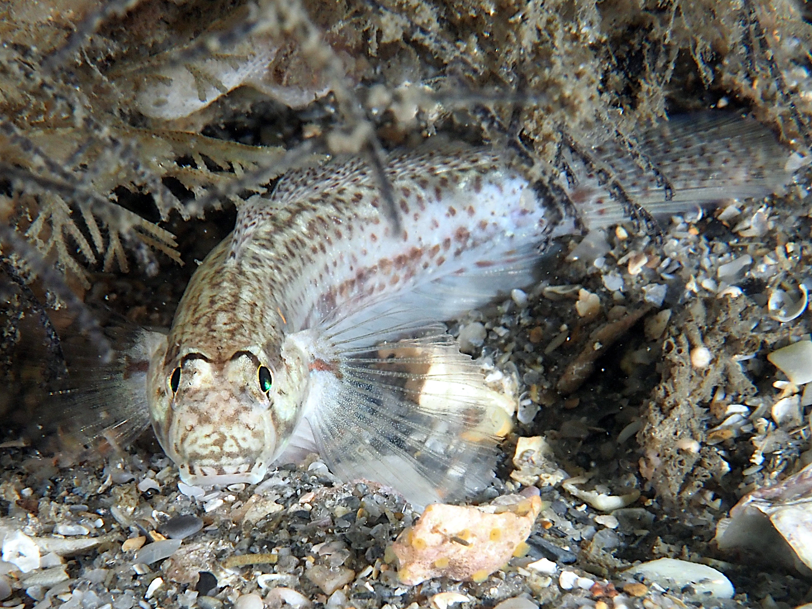 Goldspot Goby - Gnatholepis thompsoni