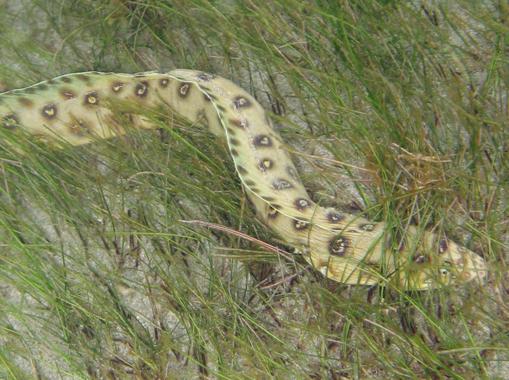 Goldspotted Eel - Myrichthys ocellatus