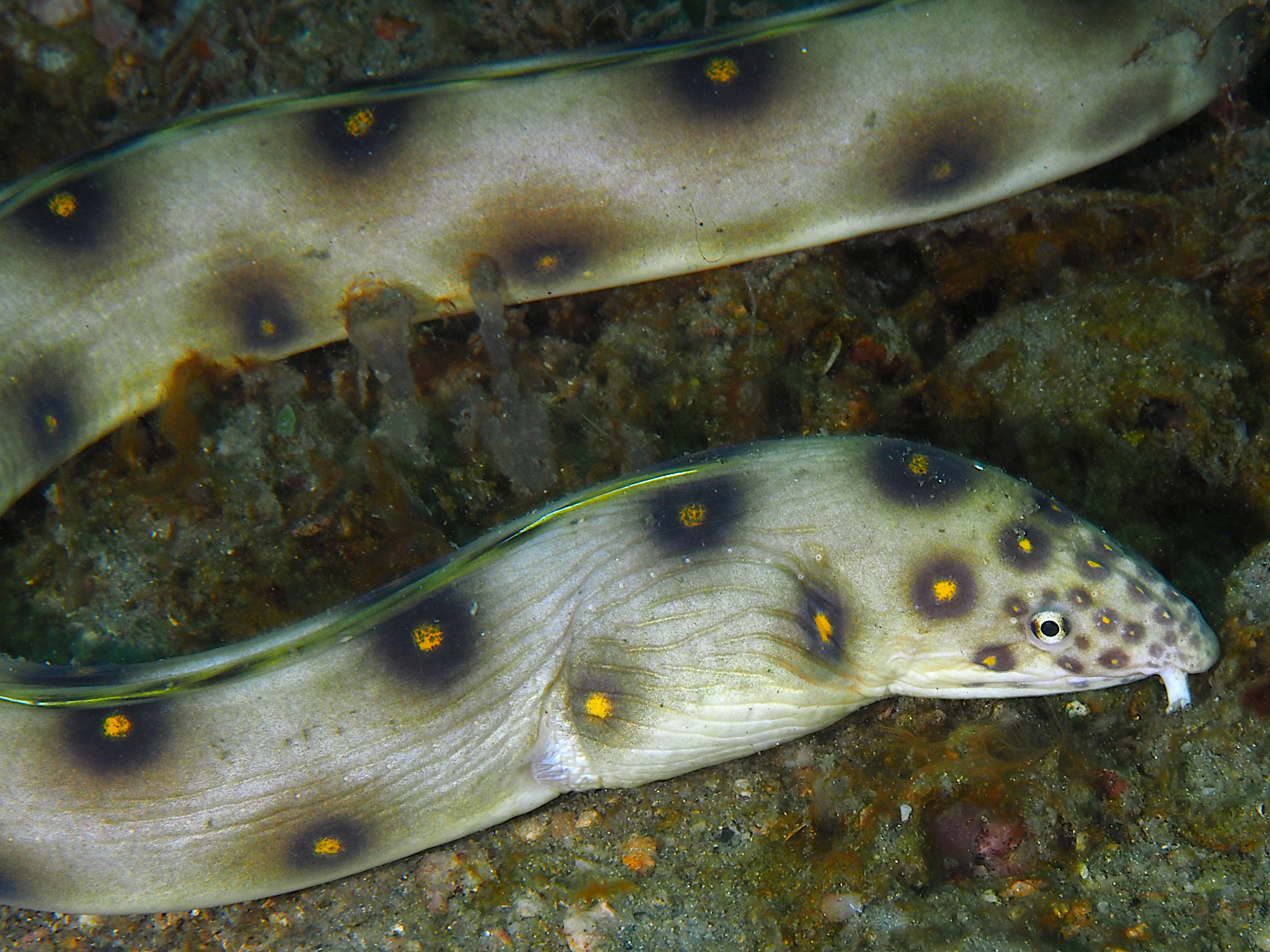 Goldspotted Eel - Myrichthys ocellatus