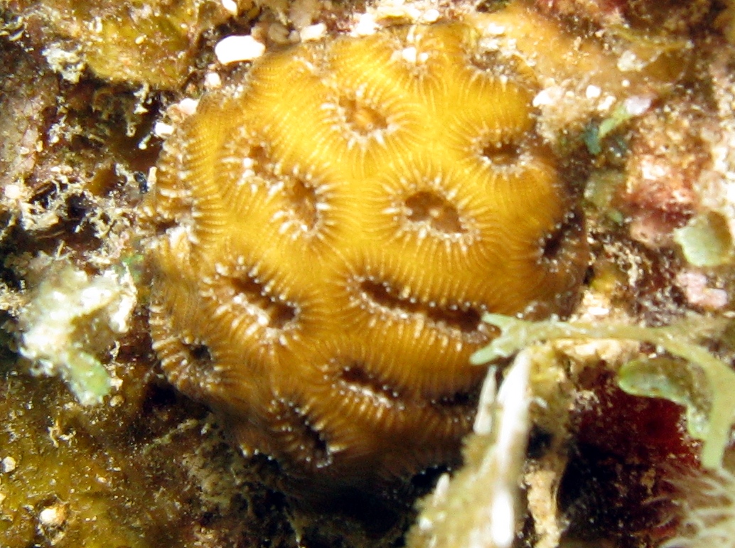 Golfball Coral - Favia fragum