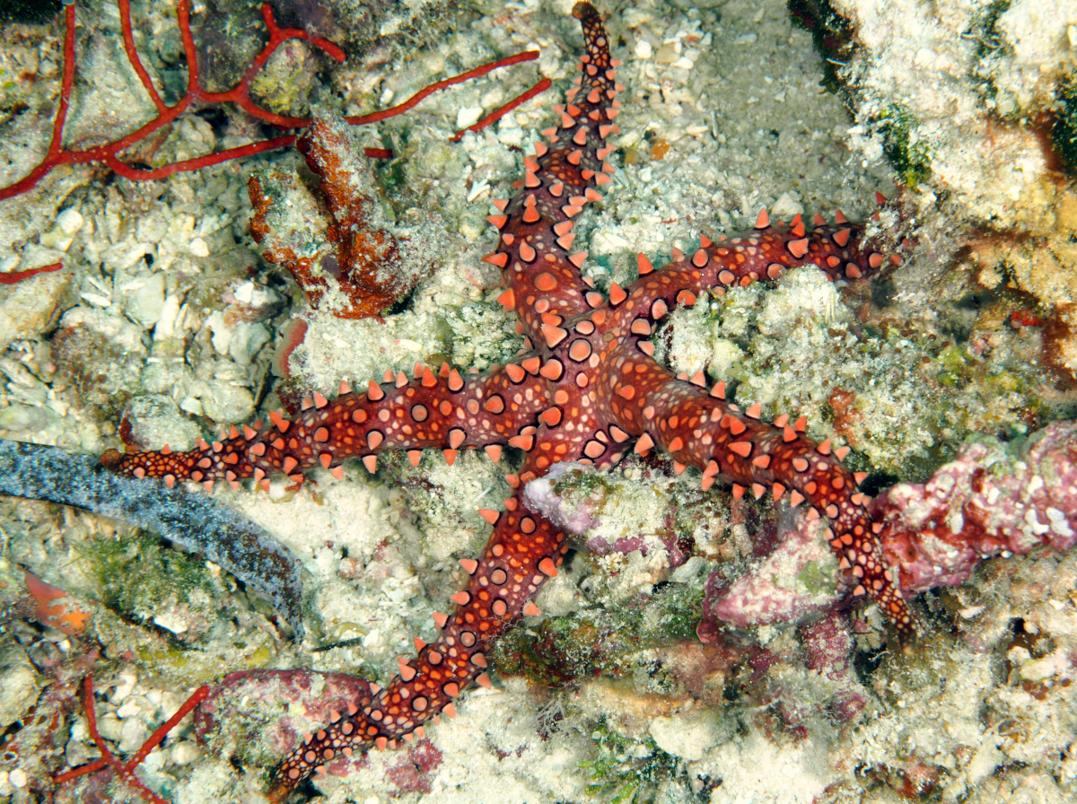 Spiny Sea Star - Gomophia egeriae - Wakatobi, Indonesia