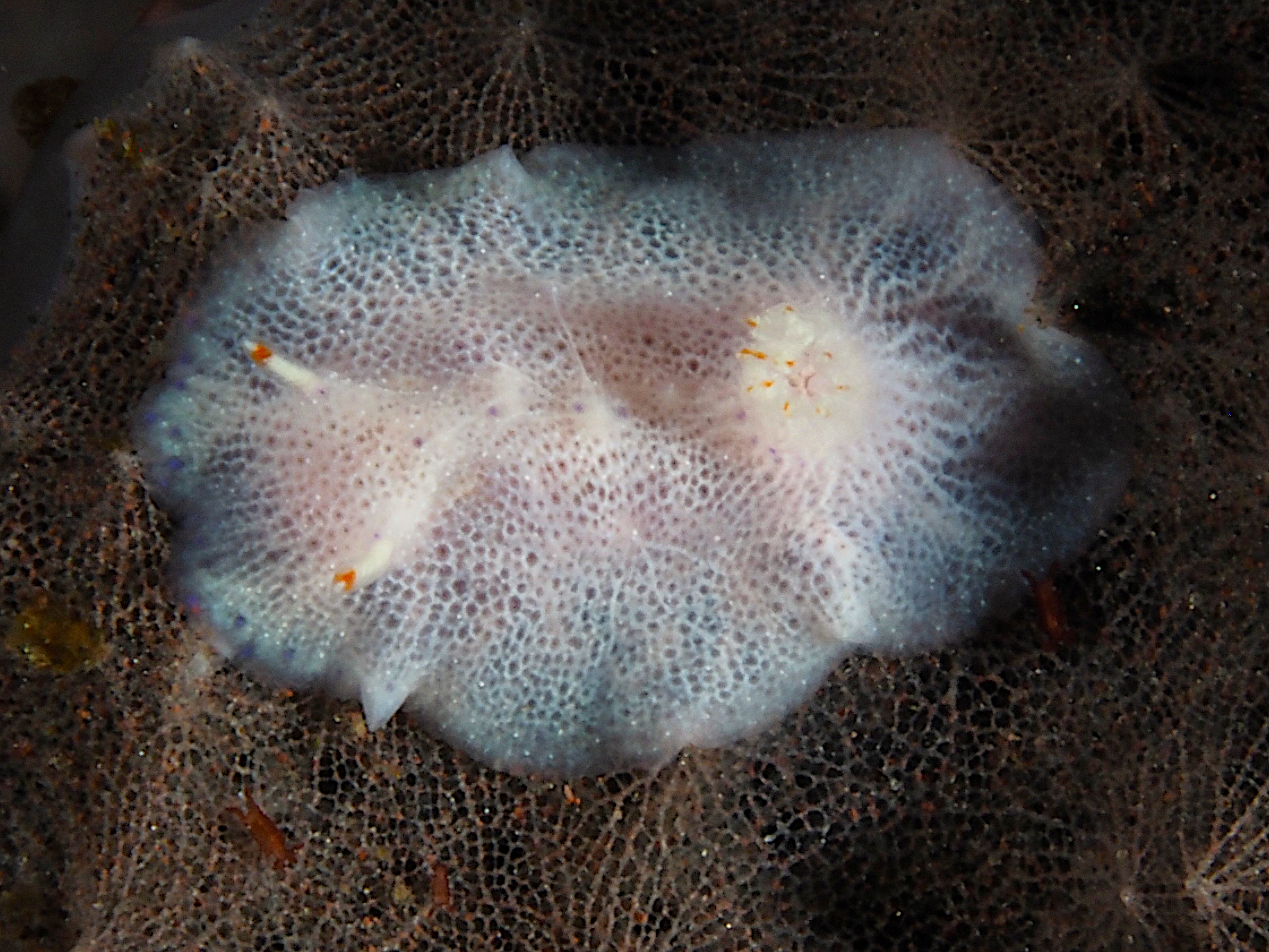 Red-Tipped Nudibranch - Goniobranchus sp. 3