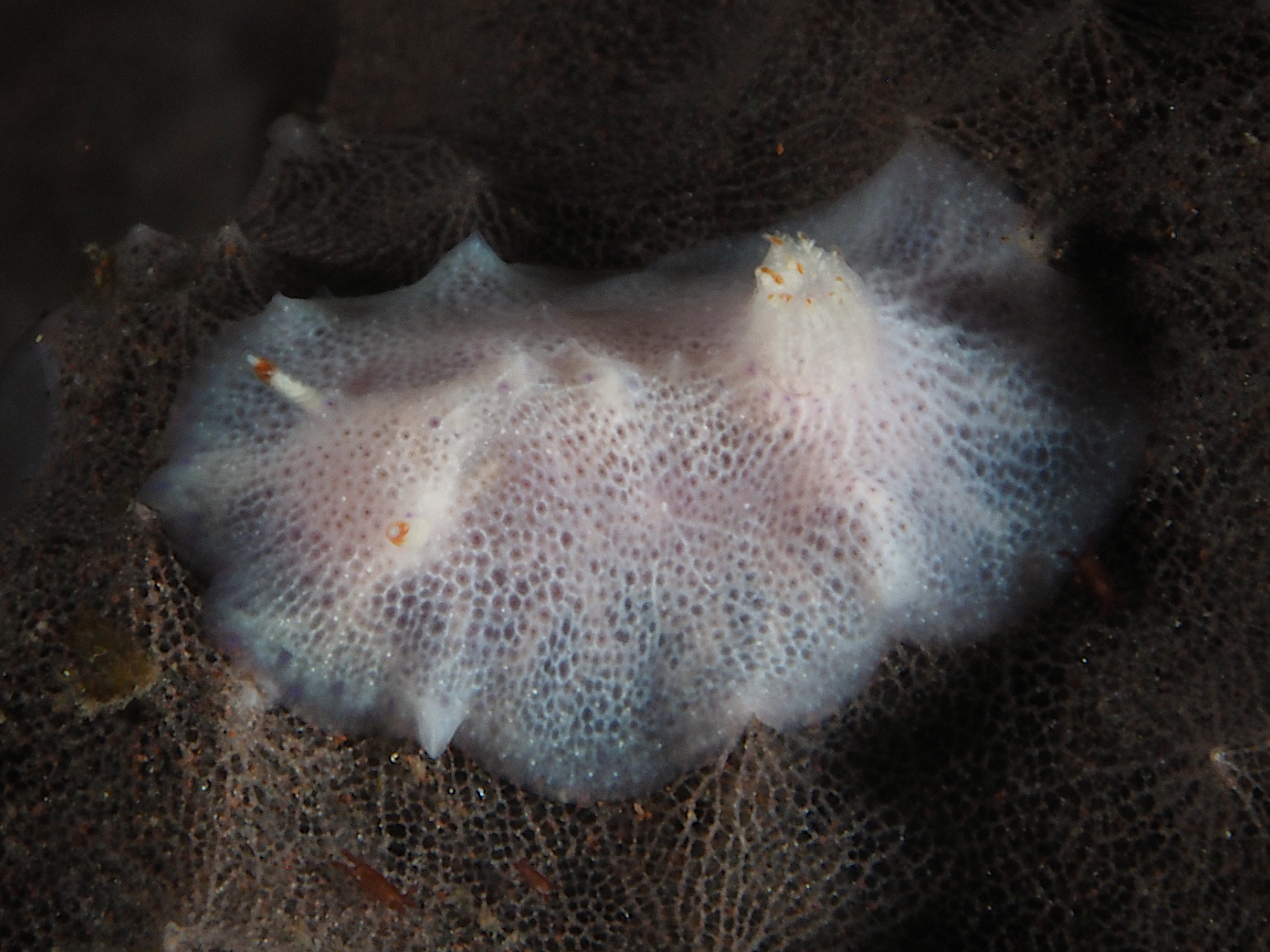 Red-Tipped Nudibranch - Goniobranchus sp. 3