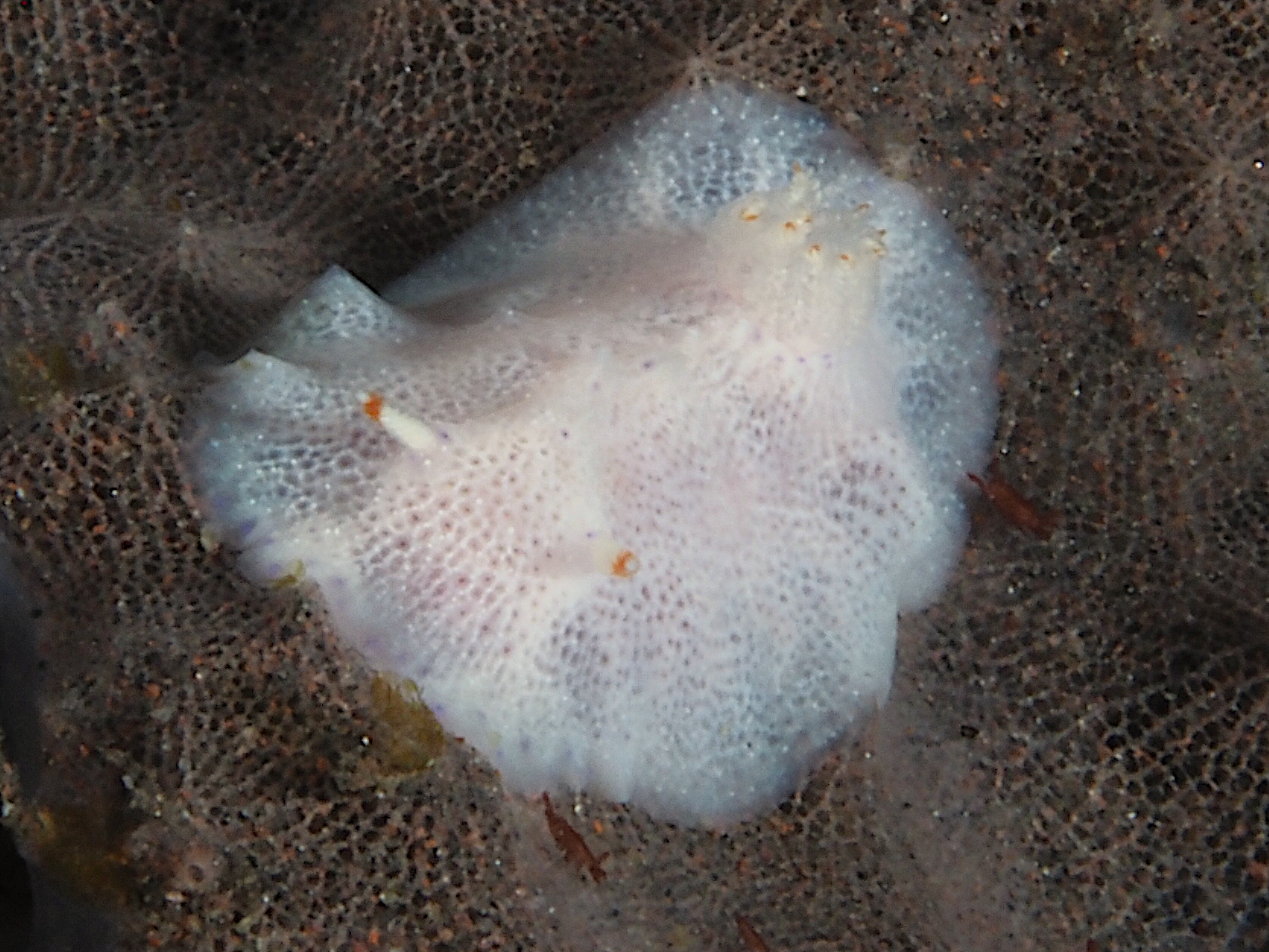 Red-Tipped Nudibranch - Goniobranchus sp. 3