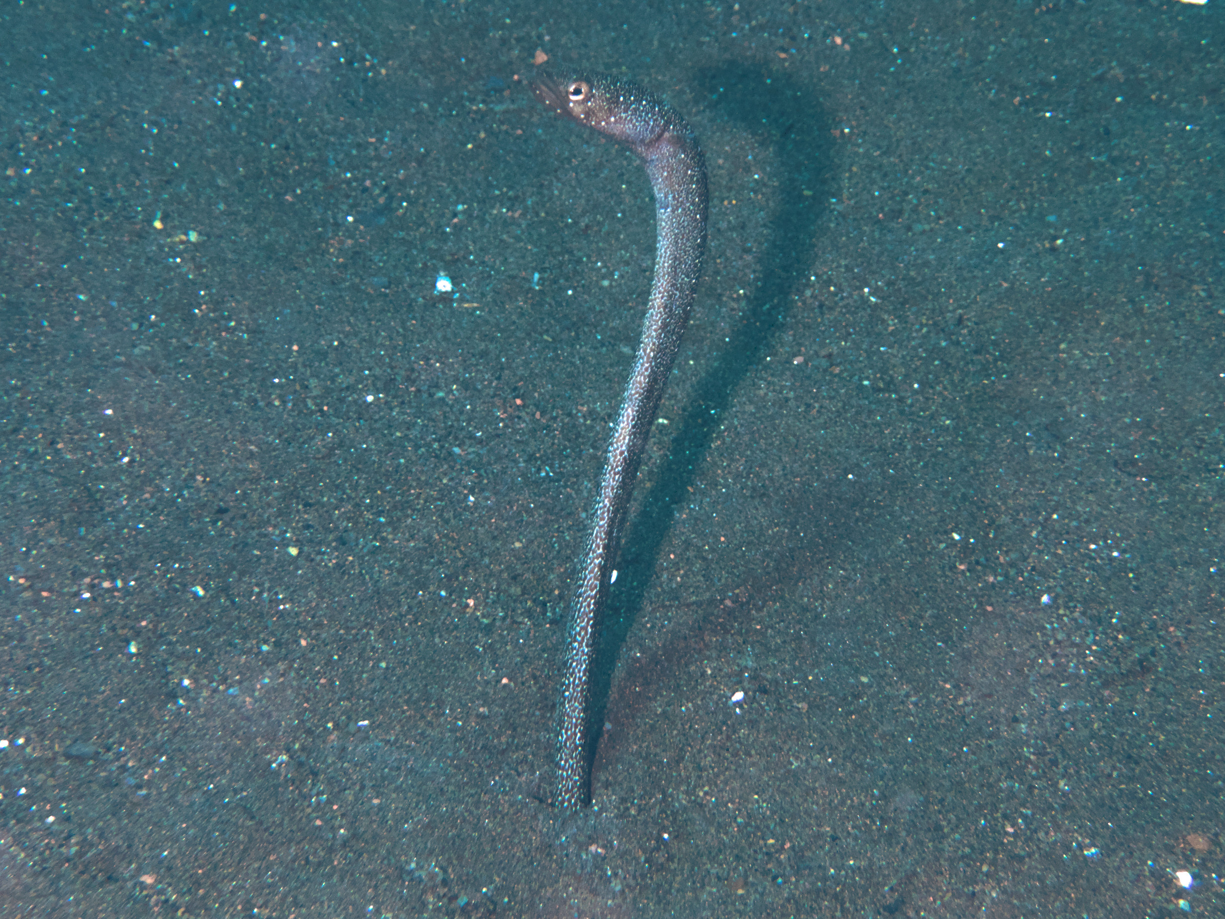 Barnes Garden Eel - Gorgasia barnesi