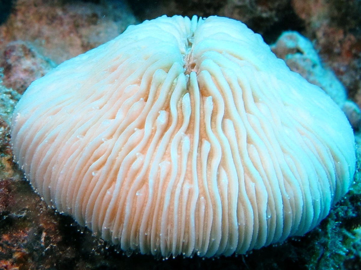 Granular Razor Coral - Fungia granulosa