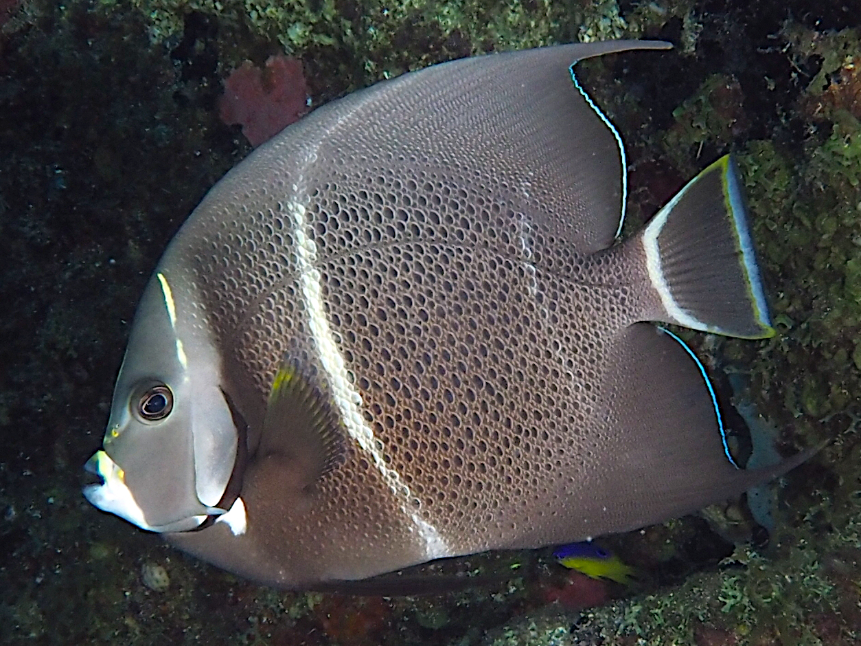 Gray Angelfish - Pomacanthus arcuatus