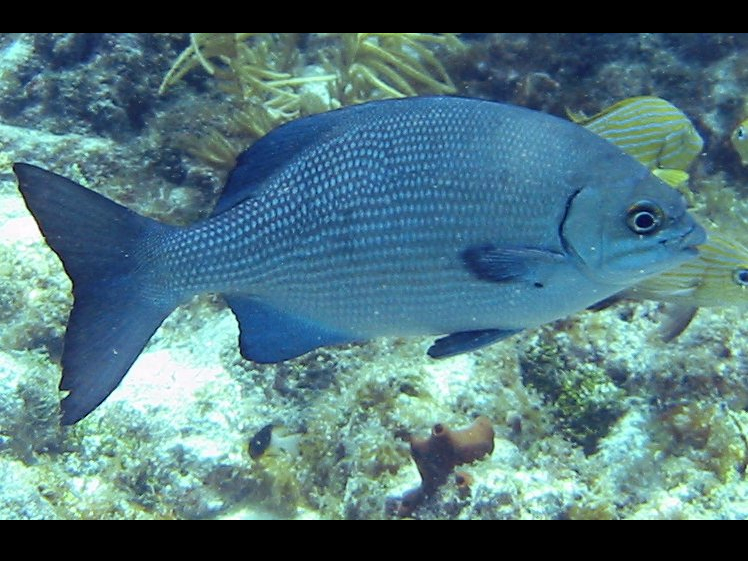 Gray Chub - Kyphosus bigibbus - Key Largo, Florida
