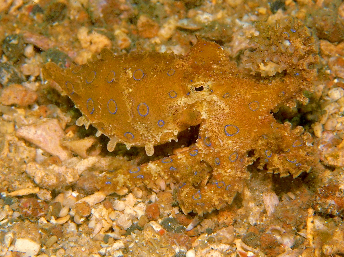 Greater Blue-Ringed Octopus - Hapalochlaena lunulata