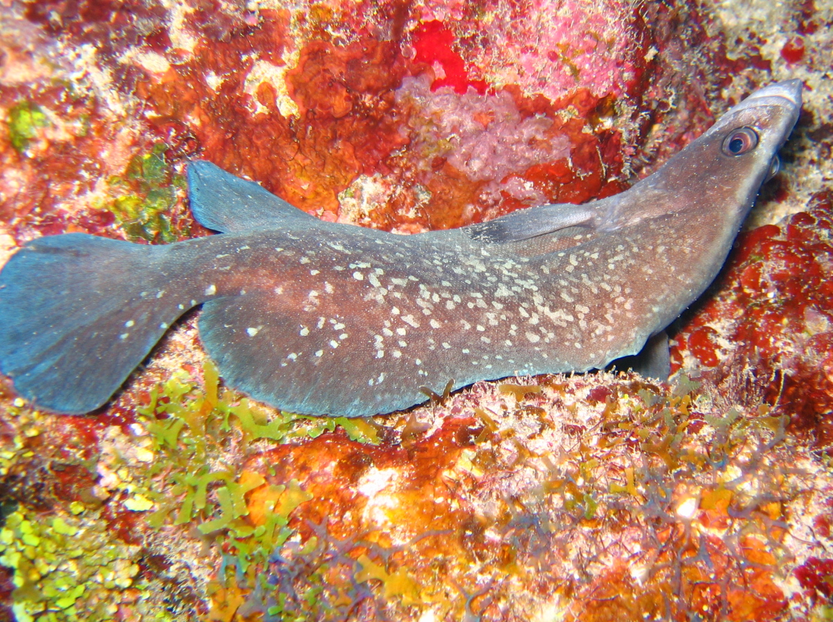 Greater Soapfish - Rypticus saponaceus