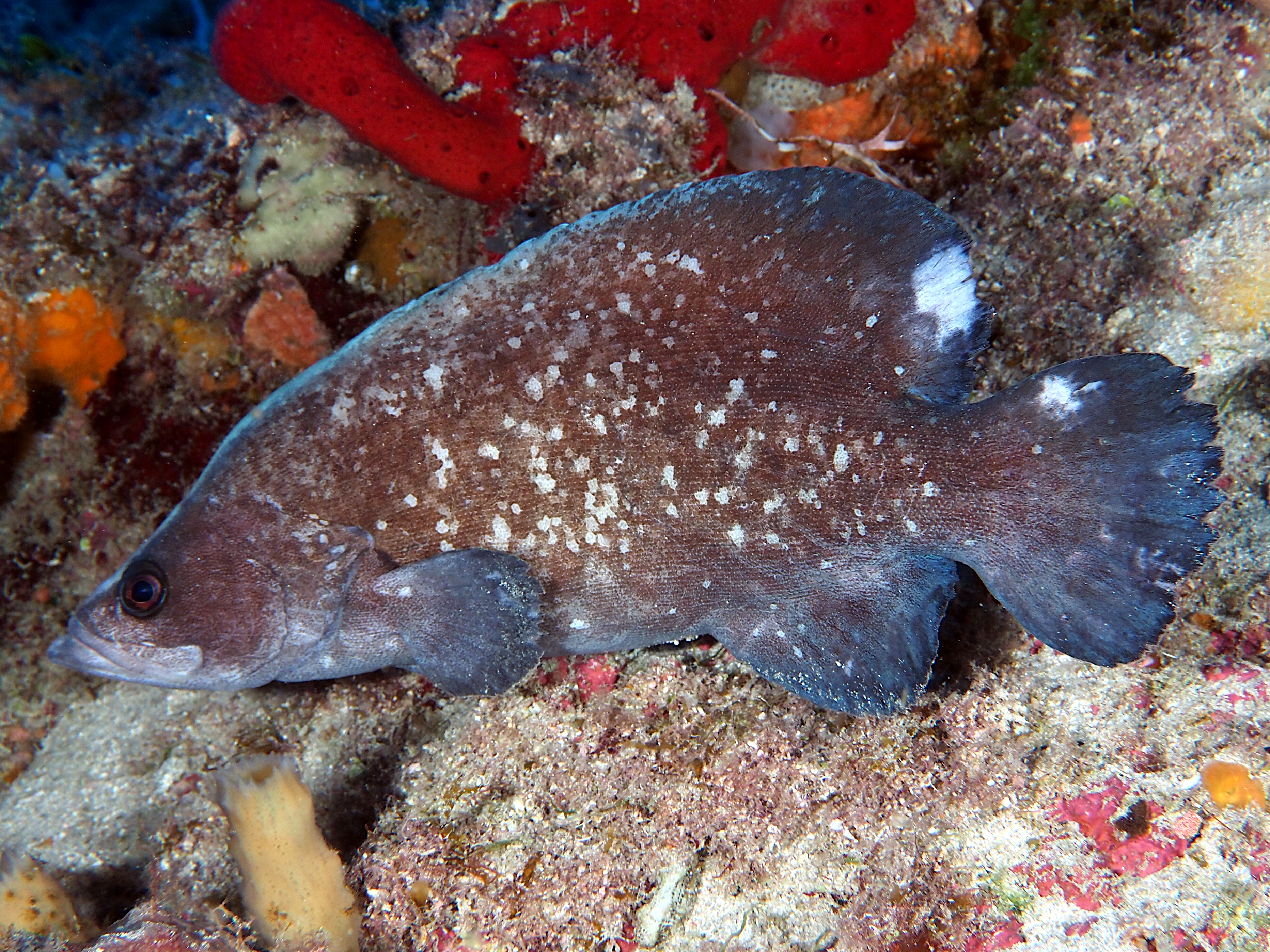 Greater Soapfish - Rypticus saponaceus