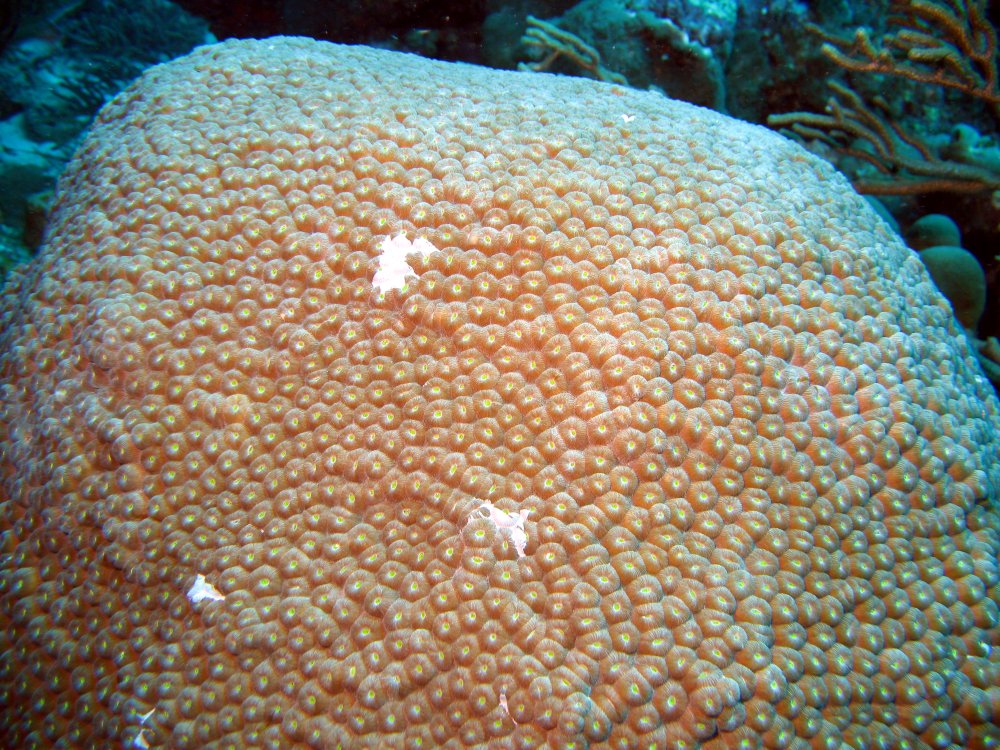 Great Star Coral - Montastraea cavernosa