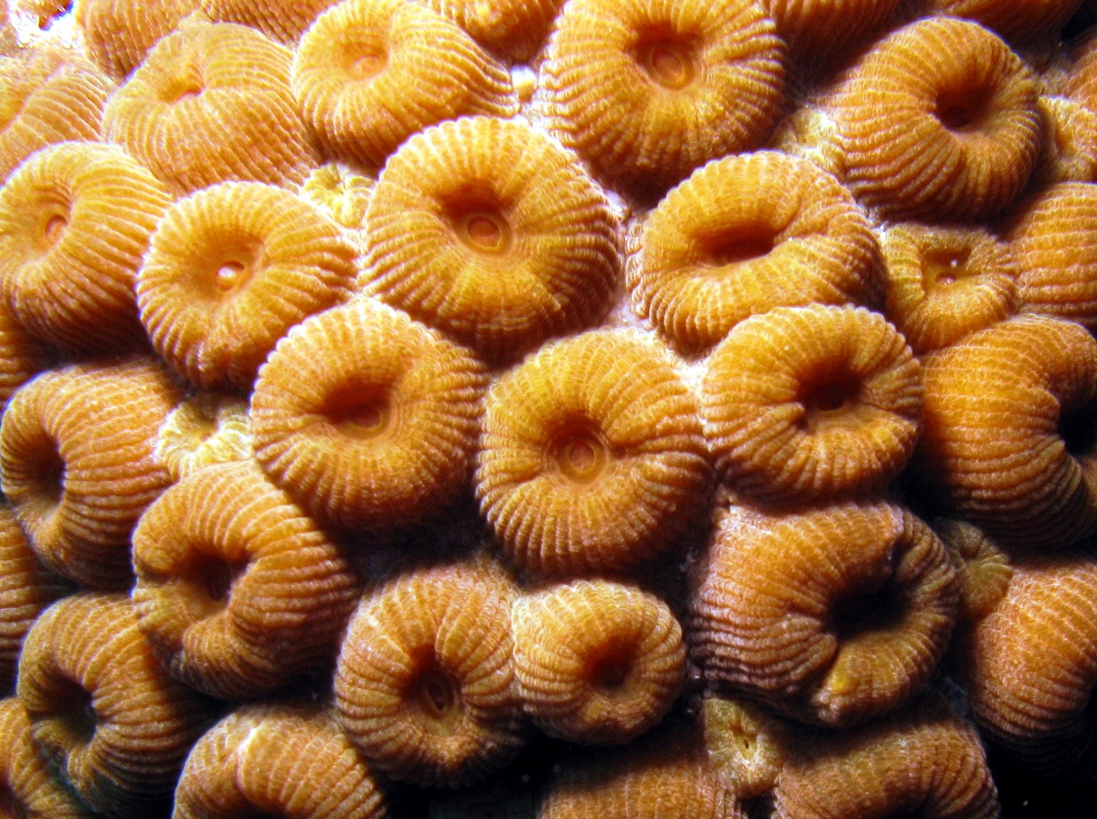 Great Star Coral - Montastraea cavernosa