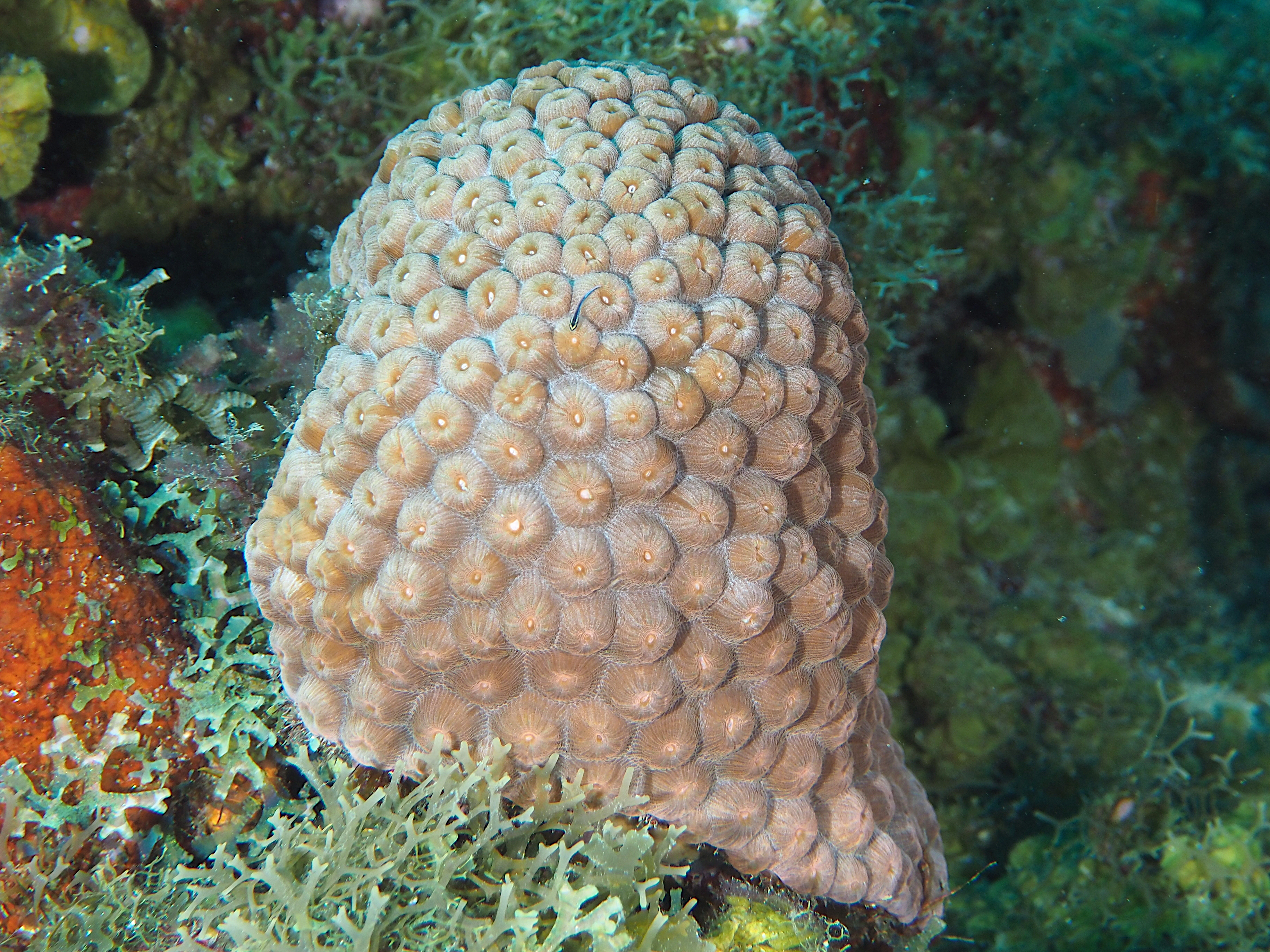 Great Star Coral - Montastraea cavernosa