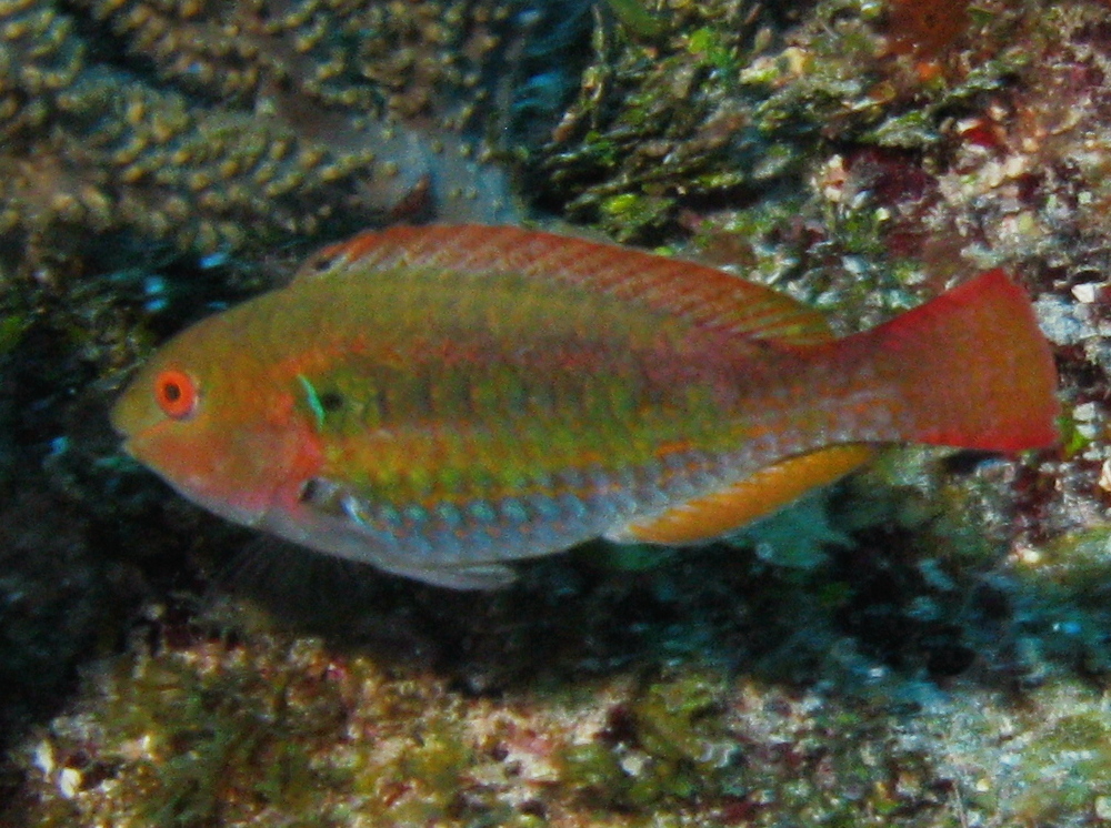 Greenblotch Parrotfish - Sparisoma atomarium
