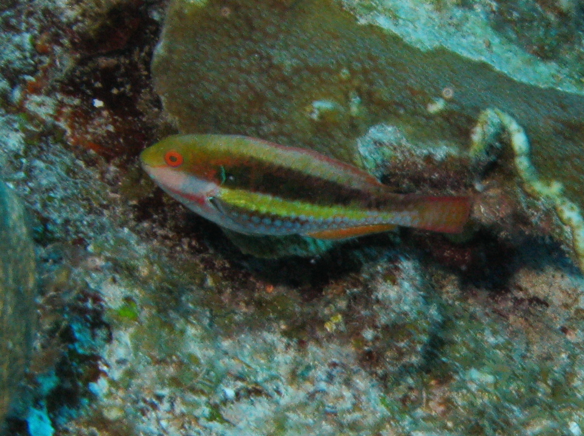 Greenblotch Parrotfish - Sparisoma atomarium