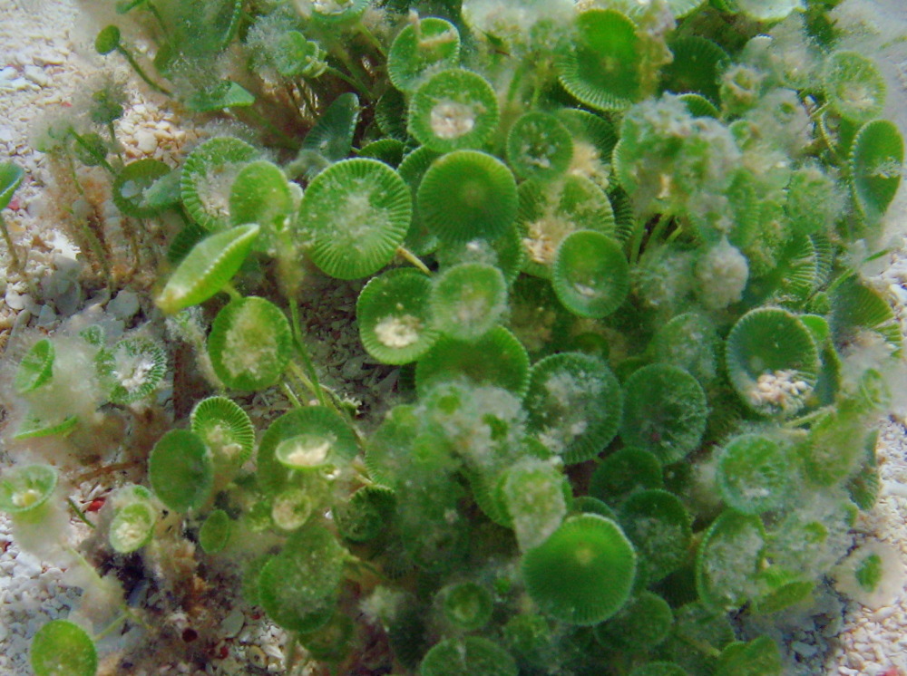 Green Mermaid's Wine Glass - Acetabularia caliculus - Isla Mujeres, Mexico
