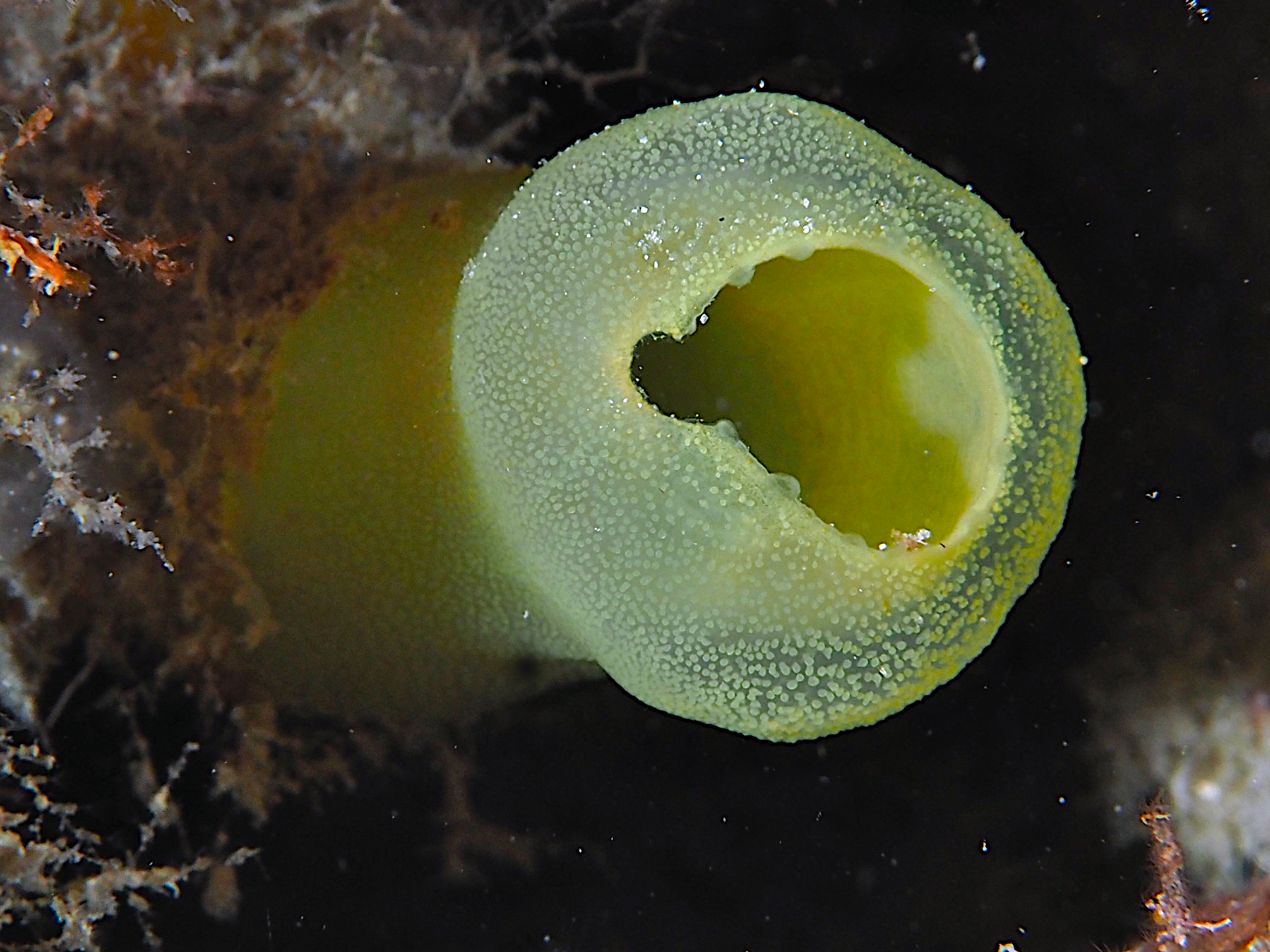 Green Tube Tunicate - Ascidia sydneiensis