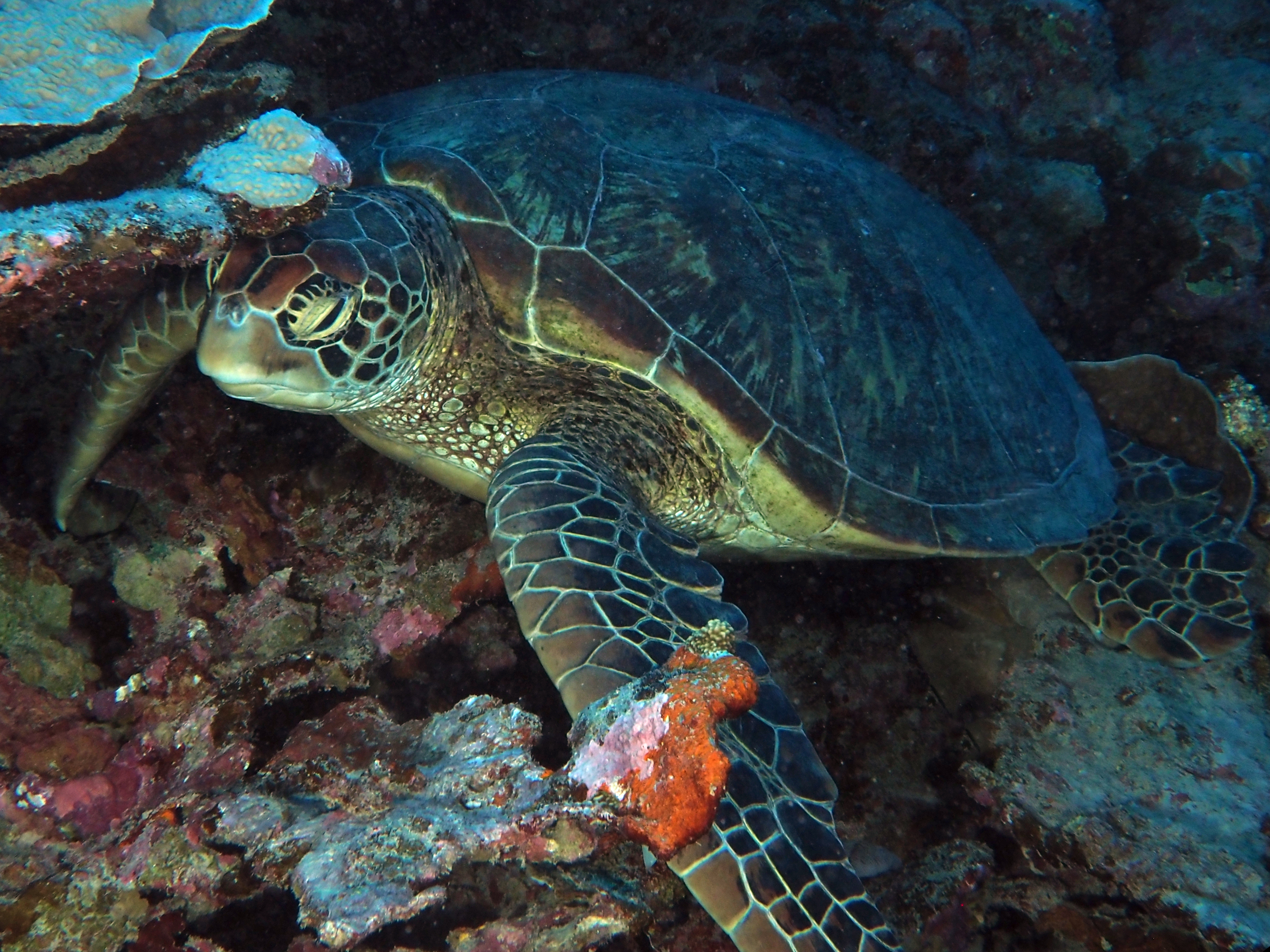 Green Turtle - Chelonia mydas