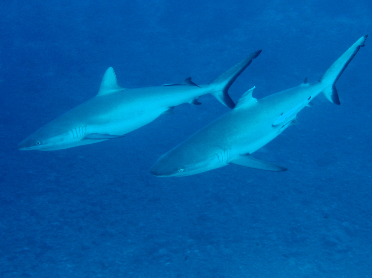 Gray Reef Shark - Carcharhinus amblyrhynchos