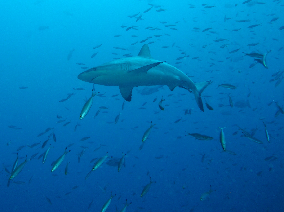 Gray Reef Shark - Carcharhinus amblyrhynchos