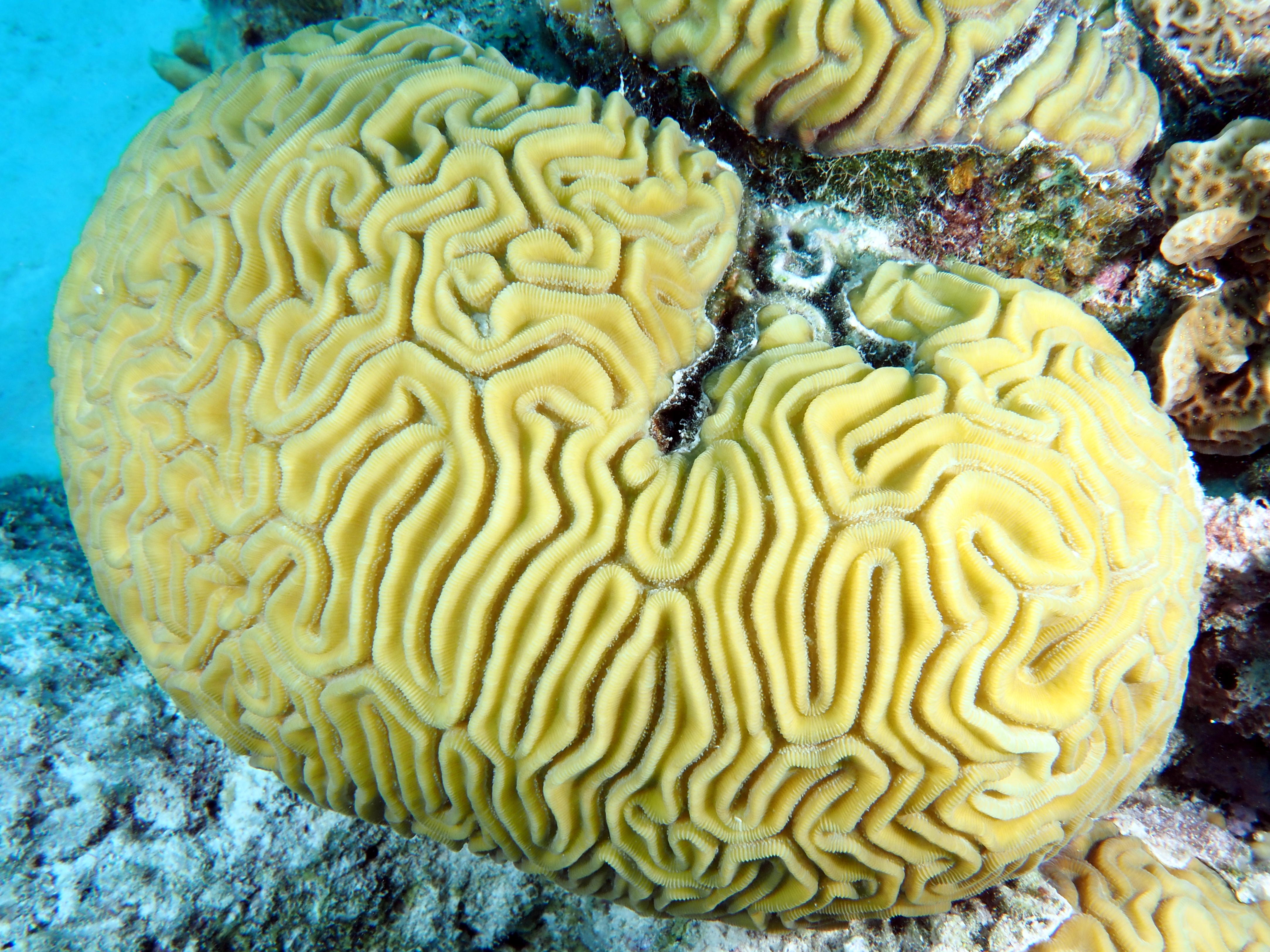 Grooved Brain Coral - Diploria labyrinthiformis