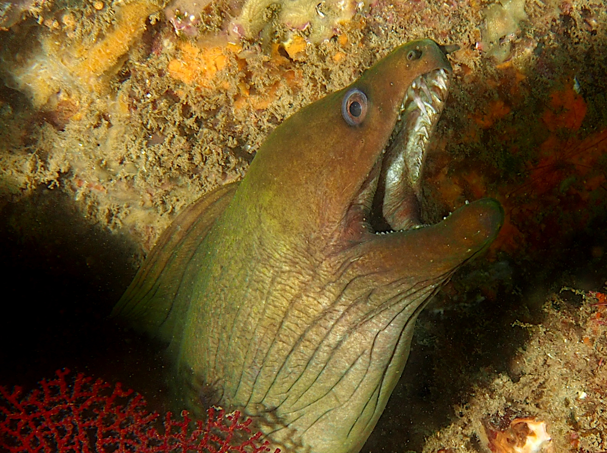 Panamic Green Moray Eel - Gymnothorax castaneus
