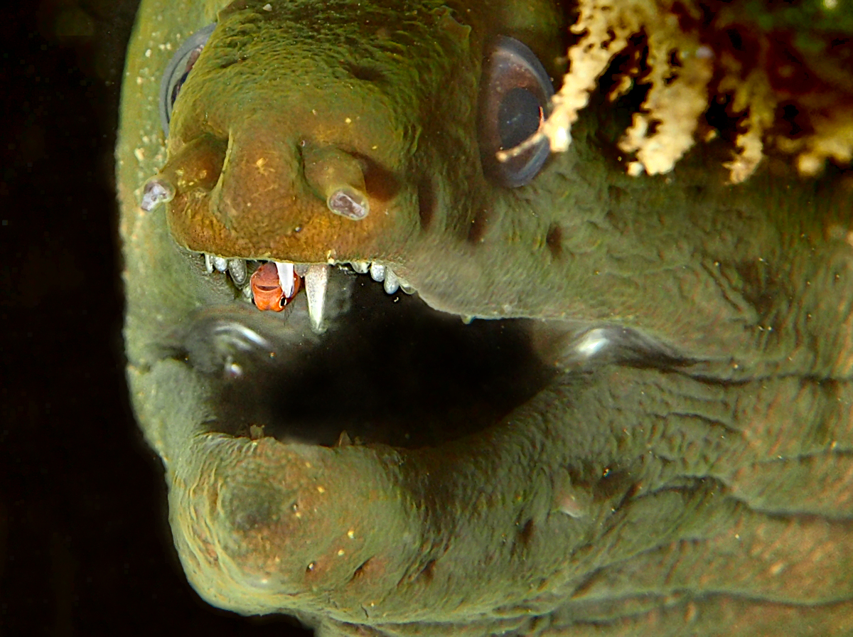 Panamic Green Moray Eel - Gymnothorax castaneus
