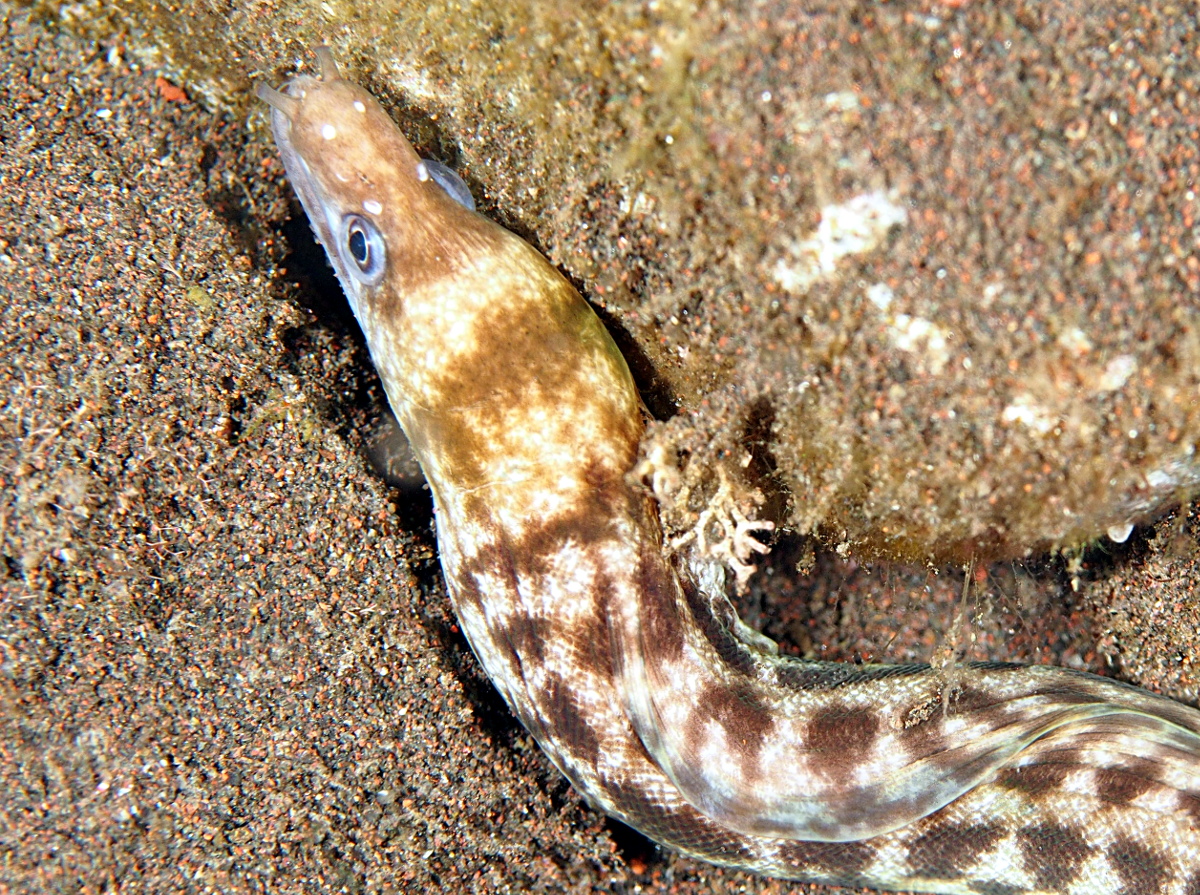 Whitelip Moray Eel - Gymnothorax chilospilus