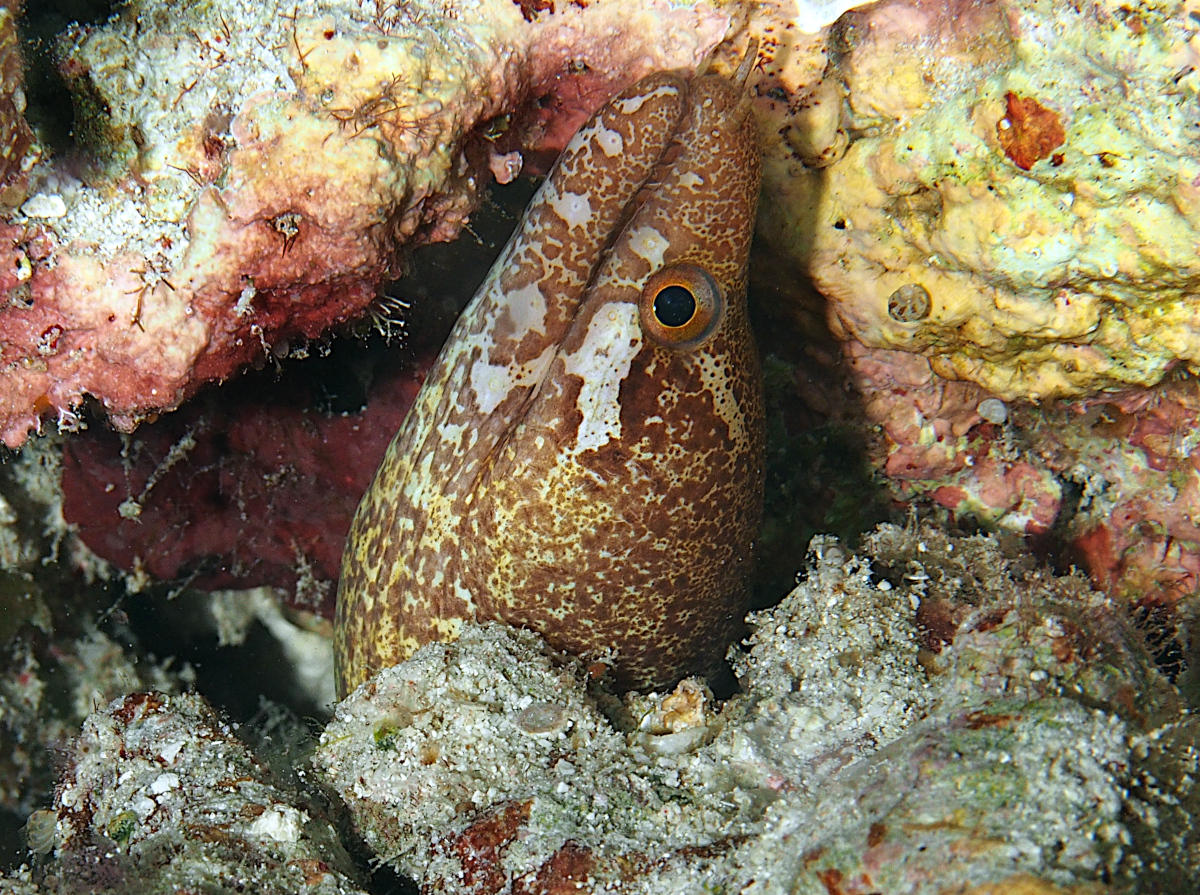 Barredfin Moray Eel - Gymnothorax zonipectis