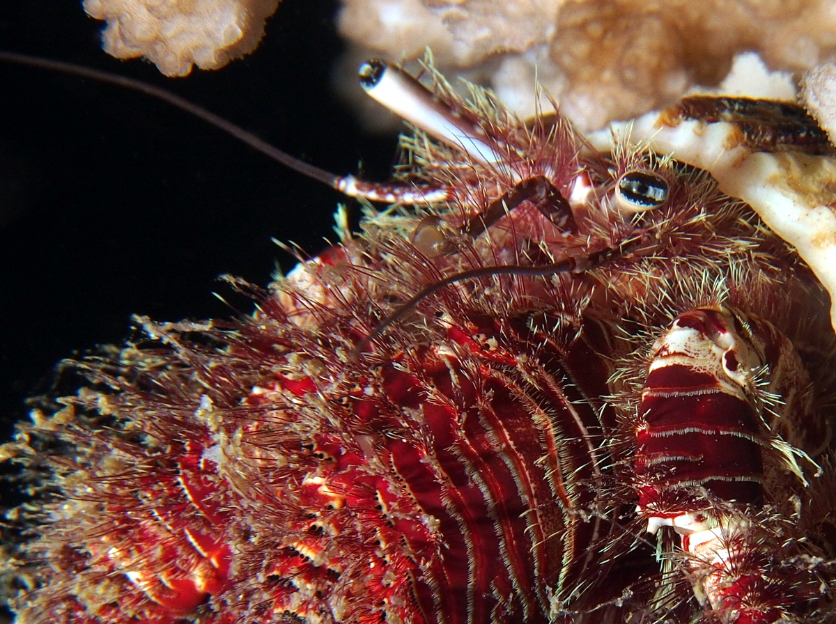 Hairy Red Hermit Crab - Aniculus erythraeus