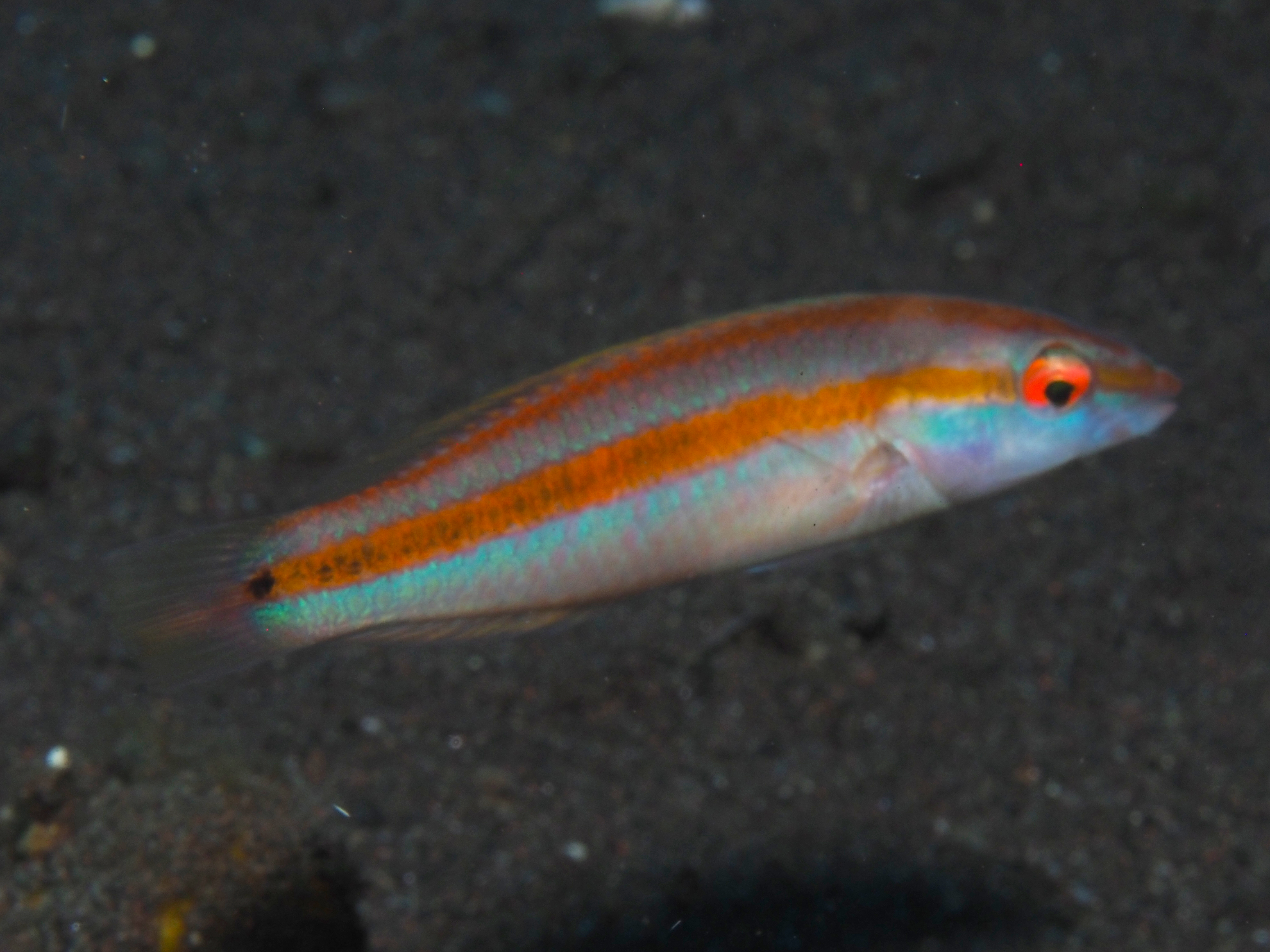 Goldstripe Wrasse - Halichoeres hartzfeldii