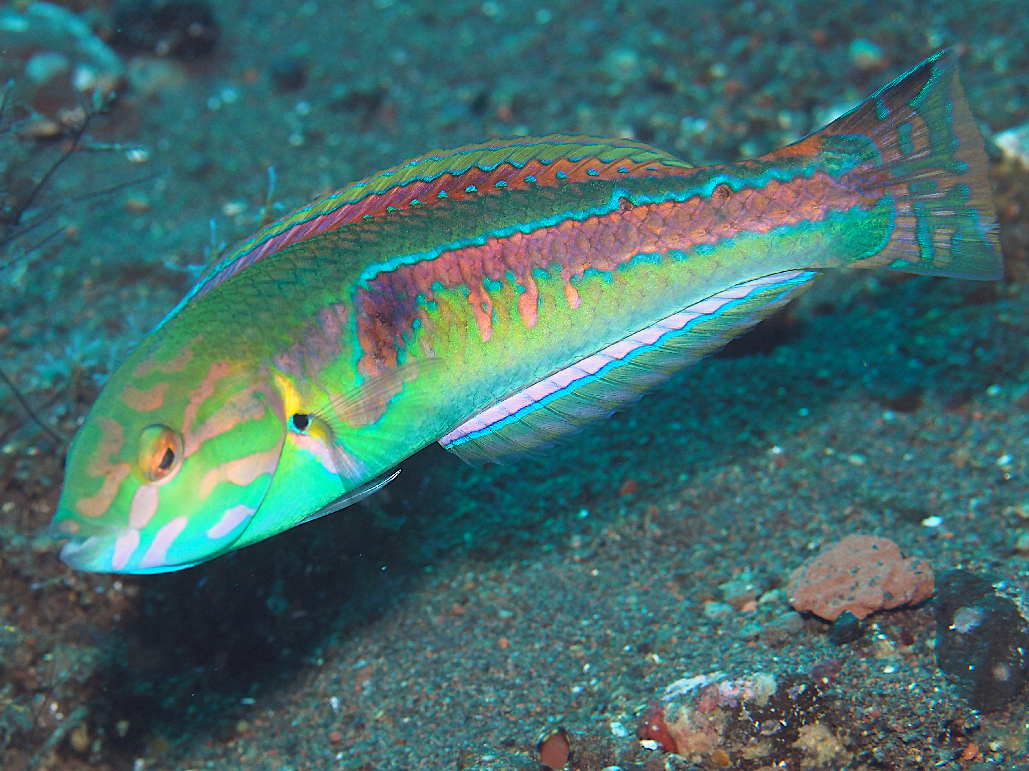 Goldstripe Wrasse - Halichoeres hartzfeldii