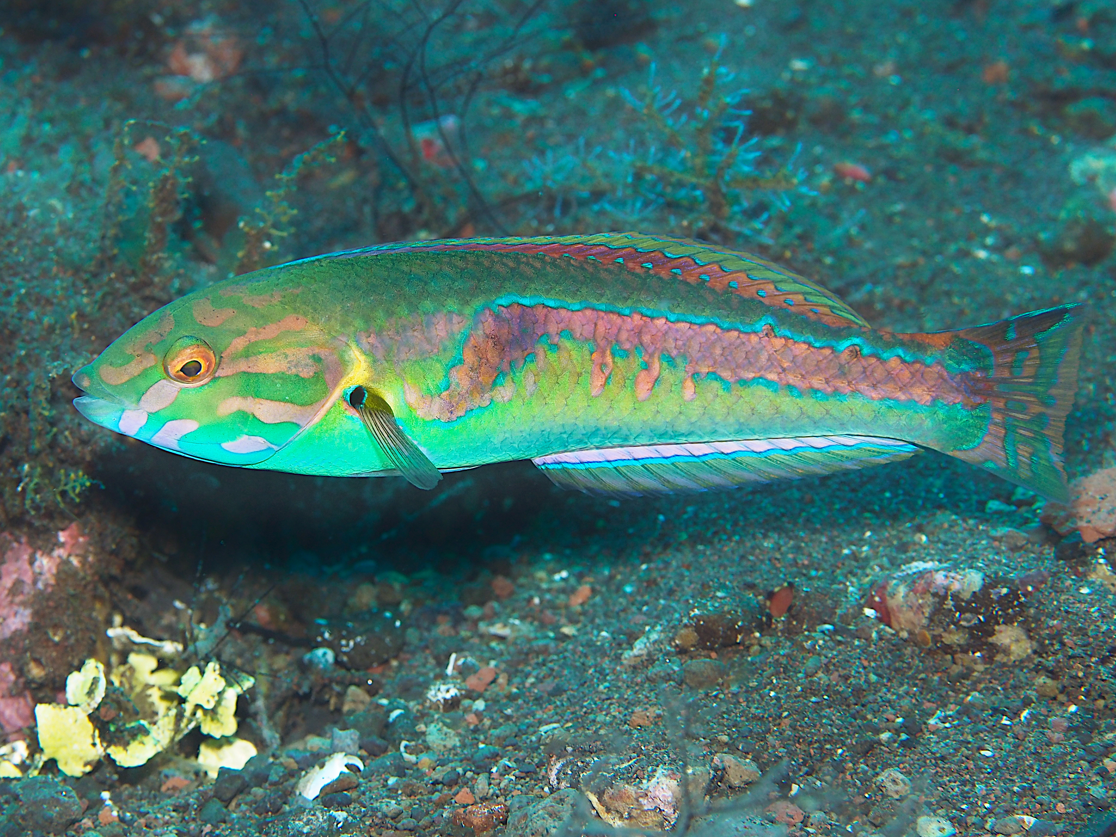 Goldstripe Wrasse - Halichoeres hartzfeldii