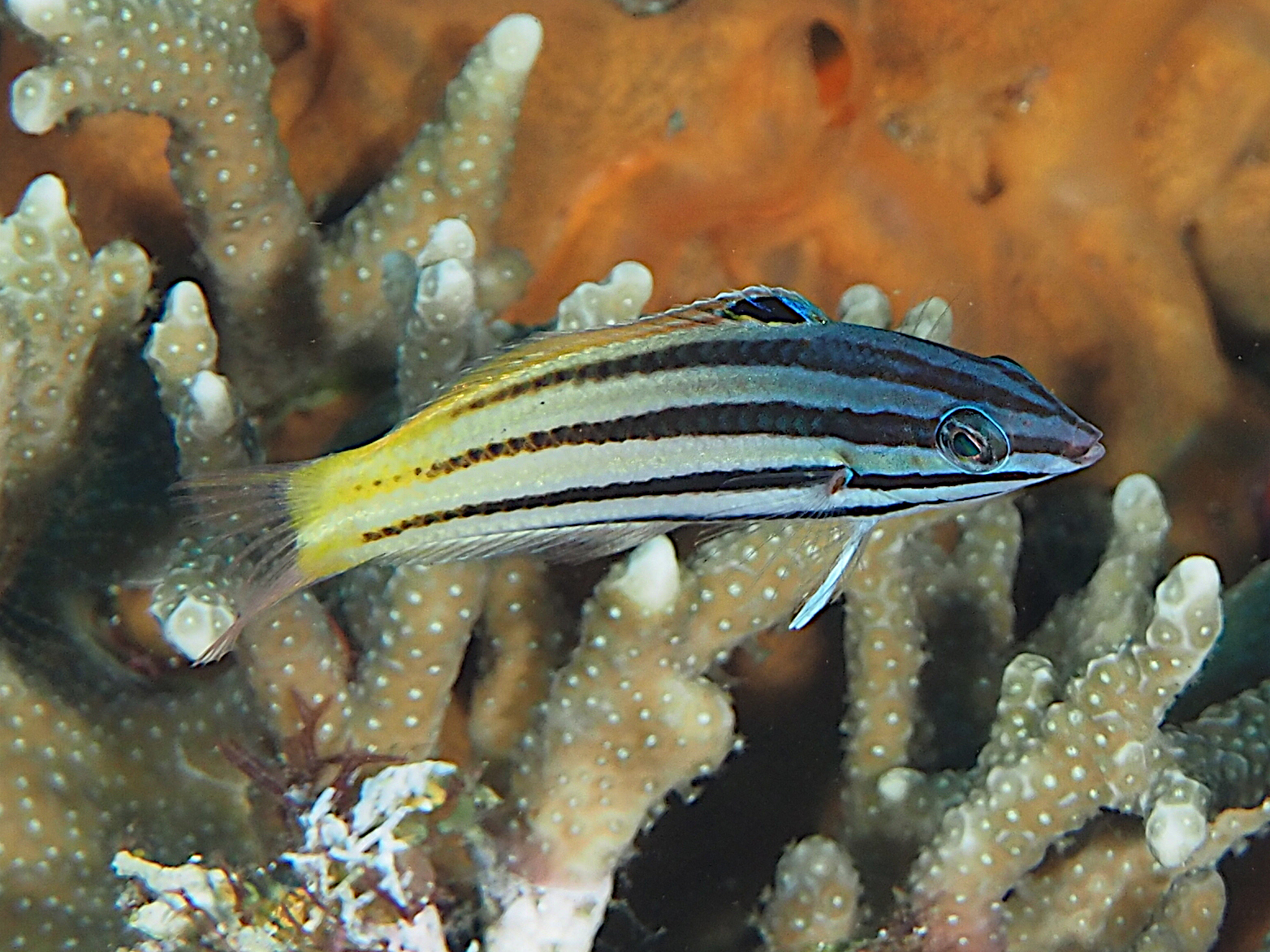 Twotone Wrasse - Halichoeres prosopeion