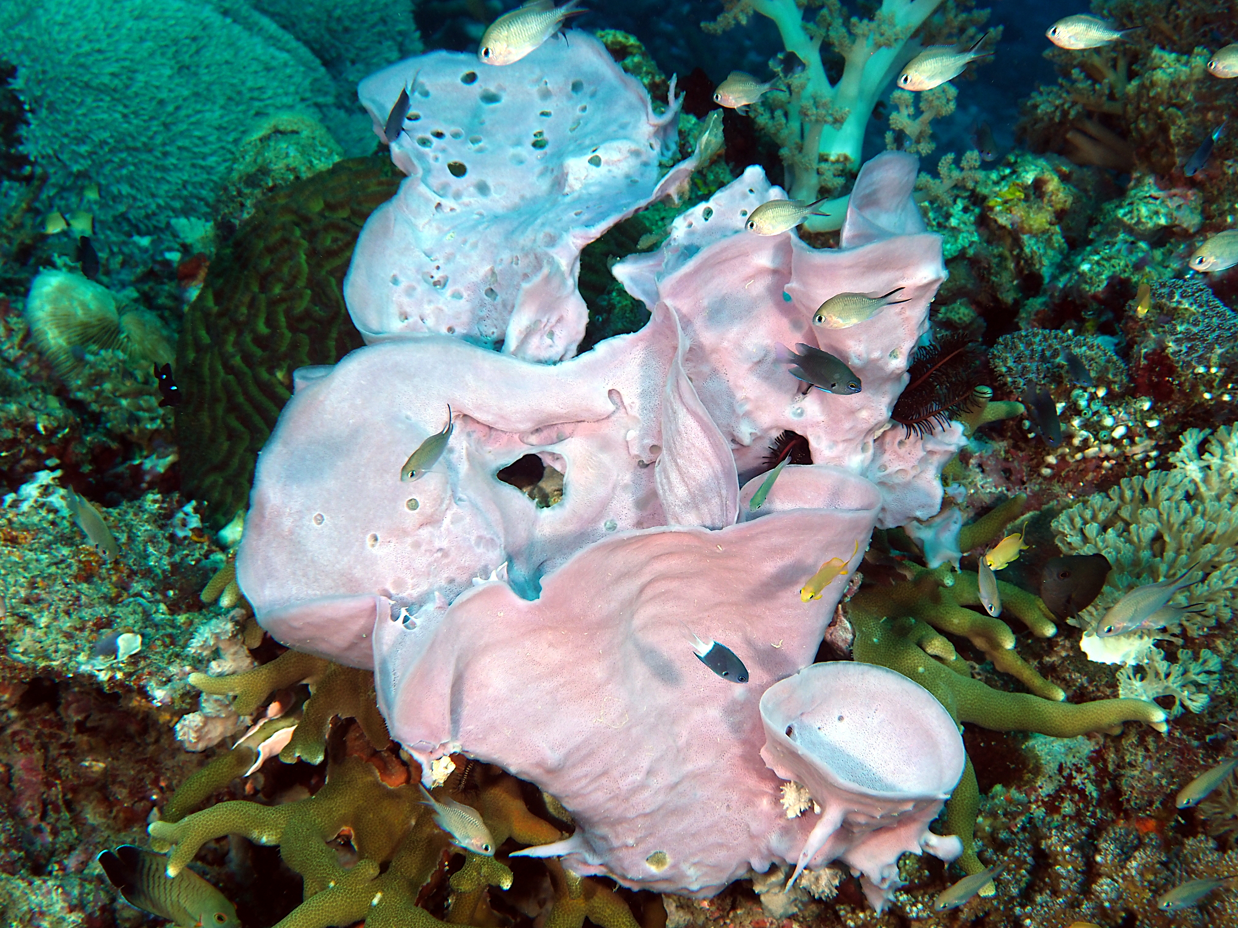Large Tube Sponge - Haliclona (Reniera) fascigera - Komodo, Indonesia