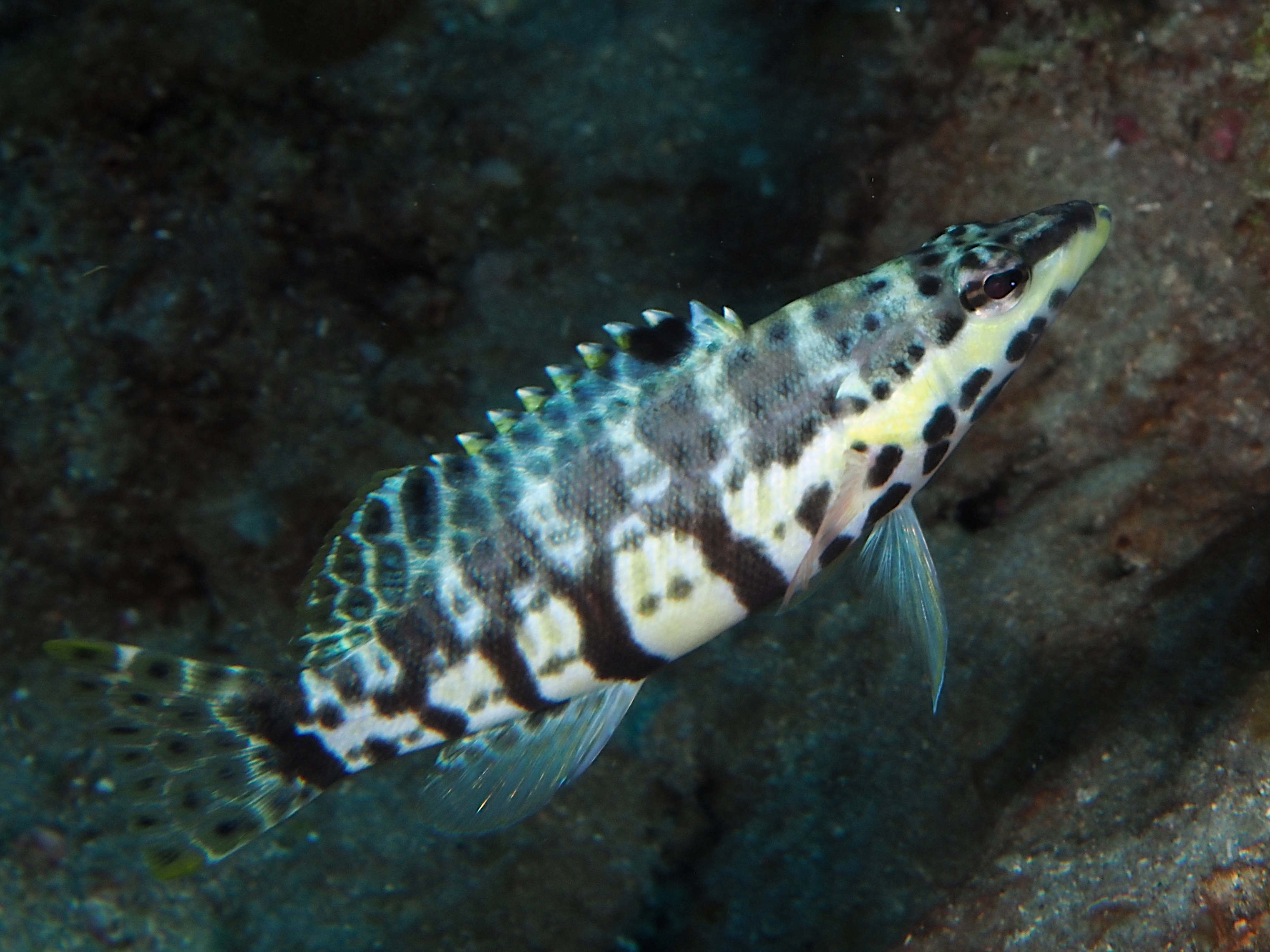 Harlequin Bass - Serranus tigrinus