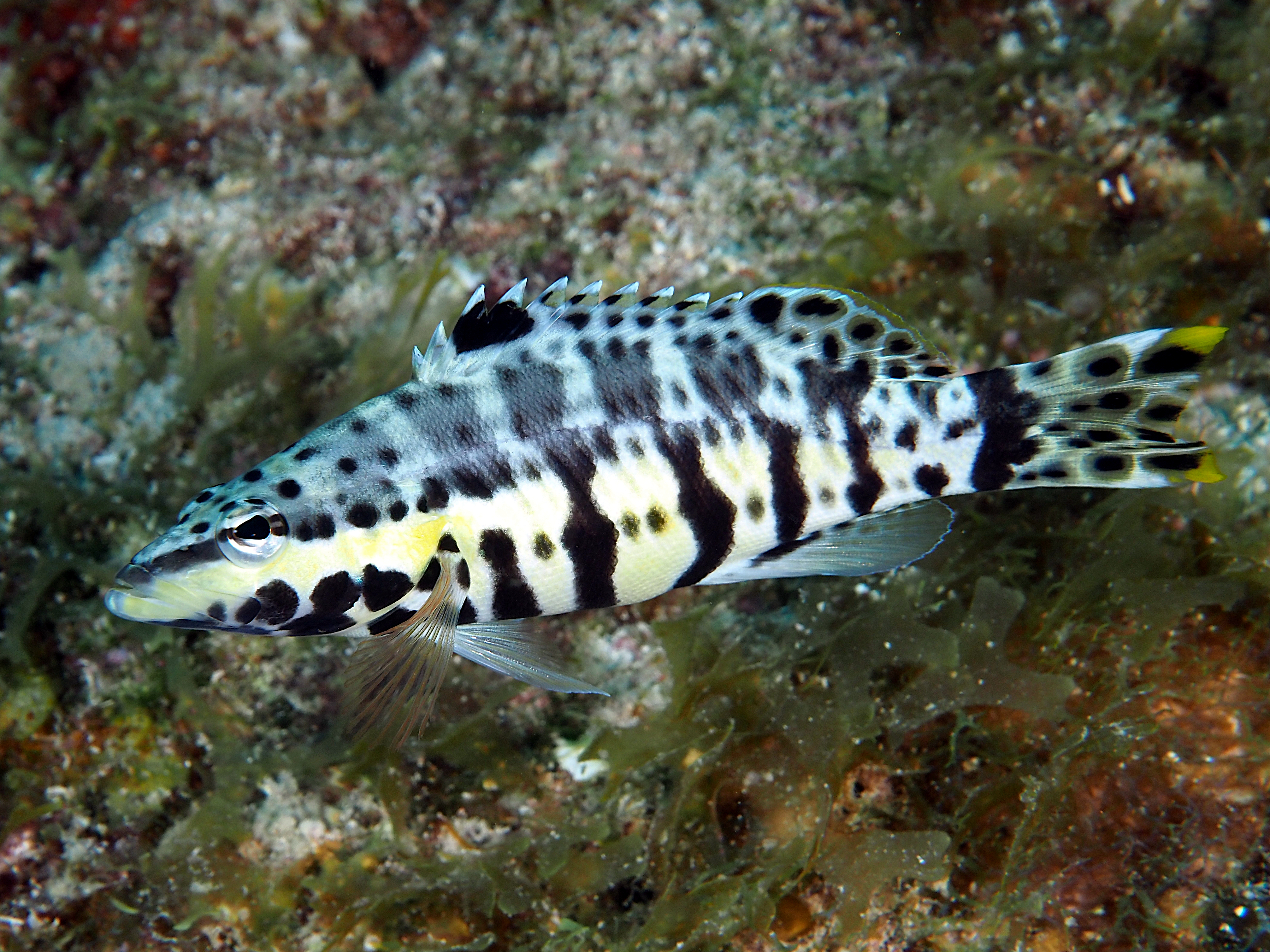 Harlequin Bass - Serranus tigrinus