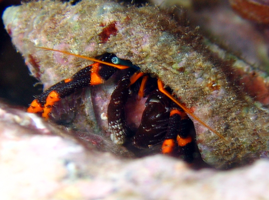 Hawaiian Elegant Hermit Crab - Calcinus c.f. elegans