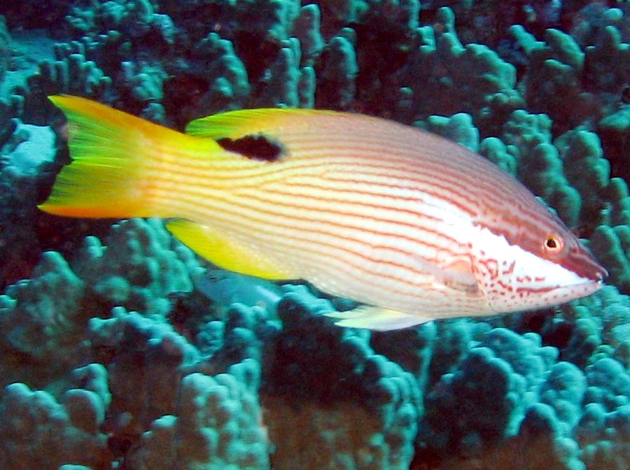 Hawaiian Hogfish - Bodianus albotaeniatus
