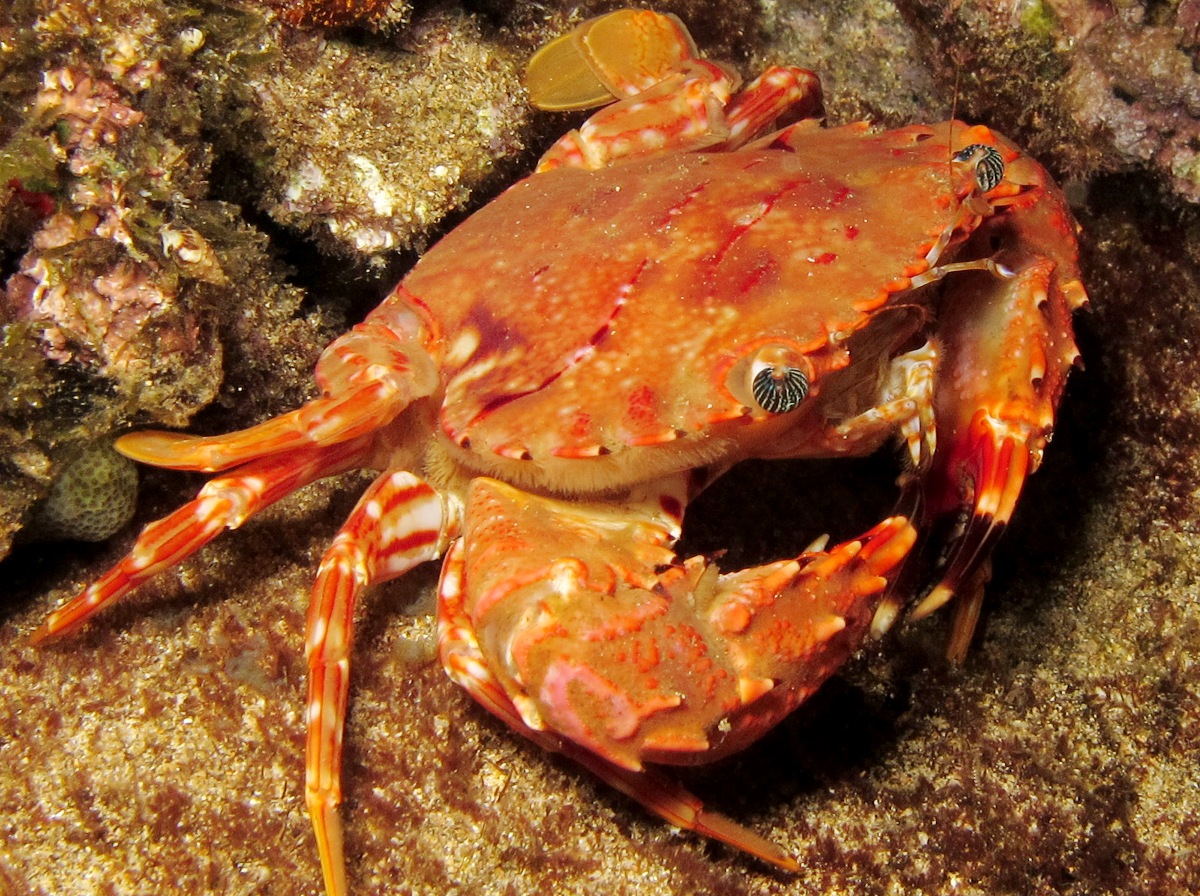 Hawaiian Swimming Crab - Charybdis hawaiensis